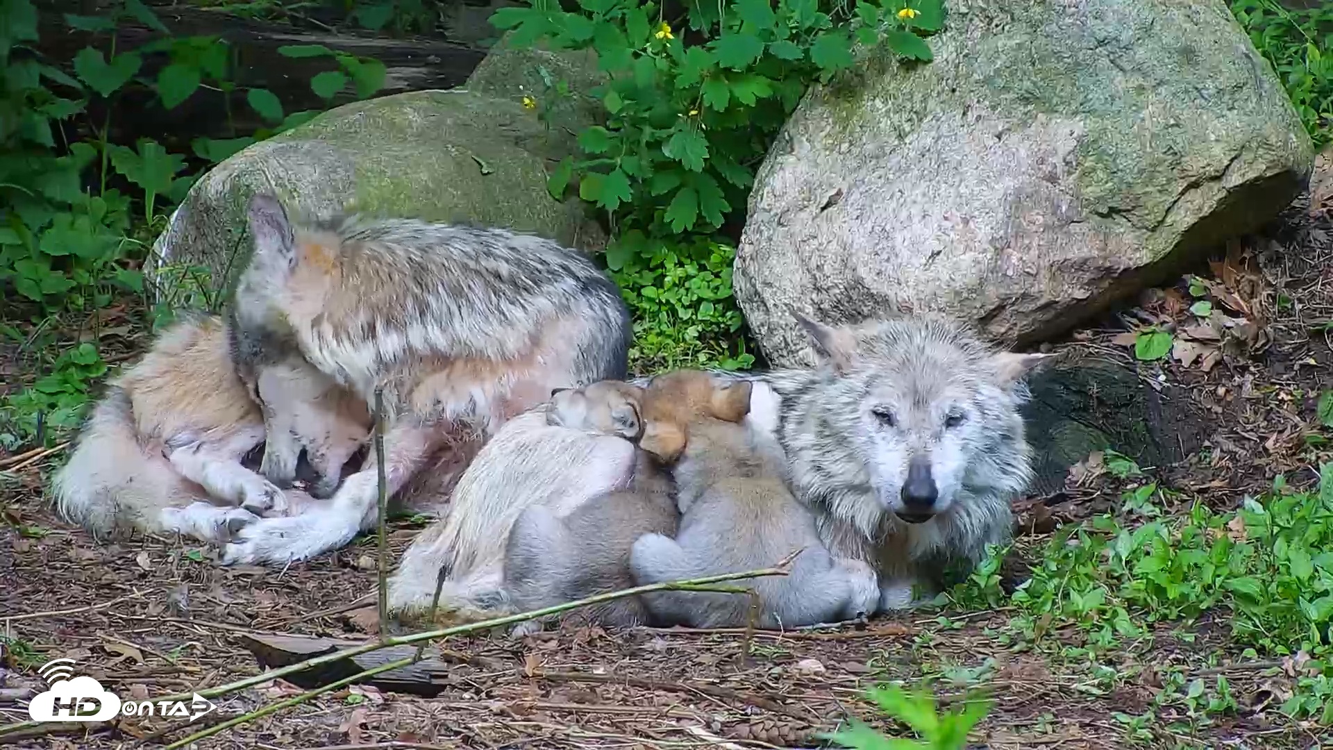 Snapshot of Wolf Center - Group 1 Wolves taken Jun 1, 2025, 8:42am EDT