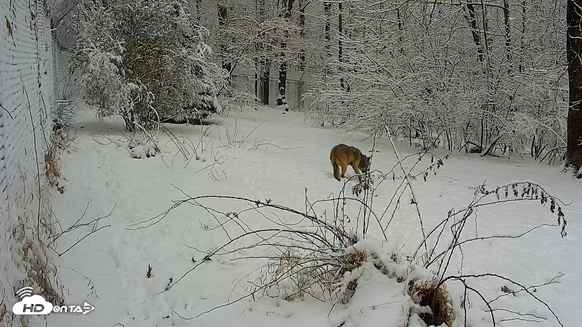 Snapshot of Wolf Center - Group 1 Wolves taken Dec 14, 2025, 9:27am EST