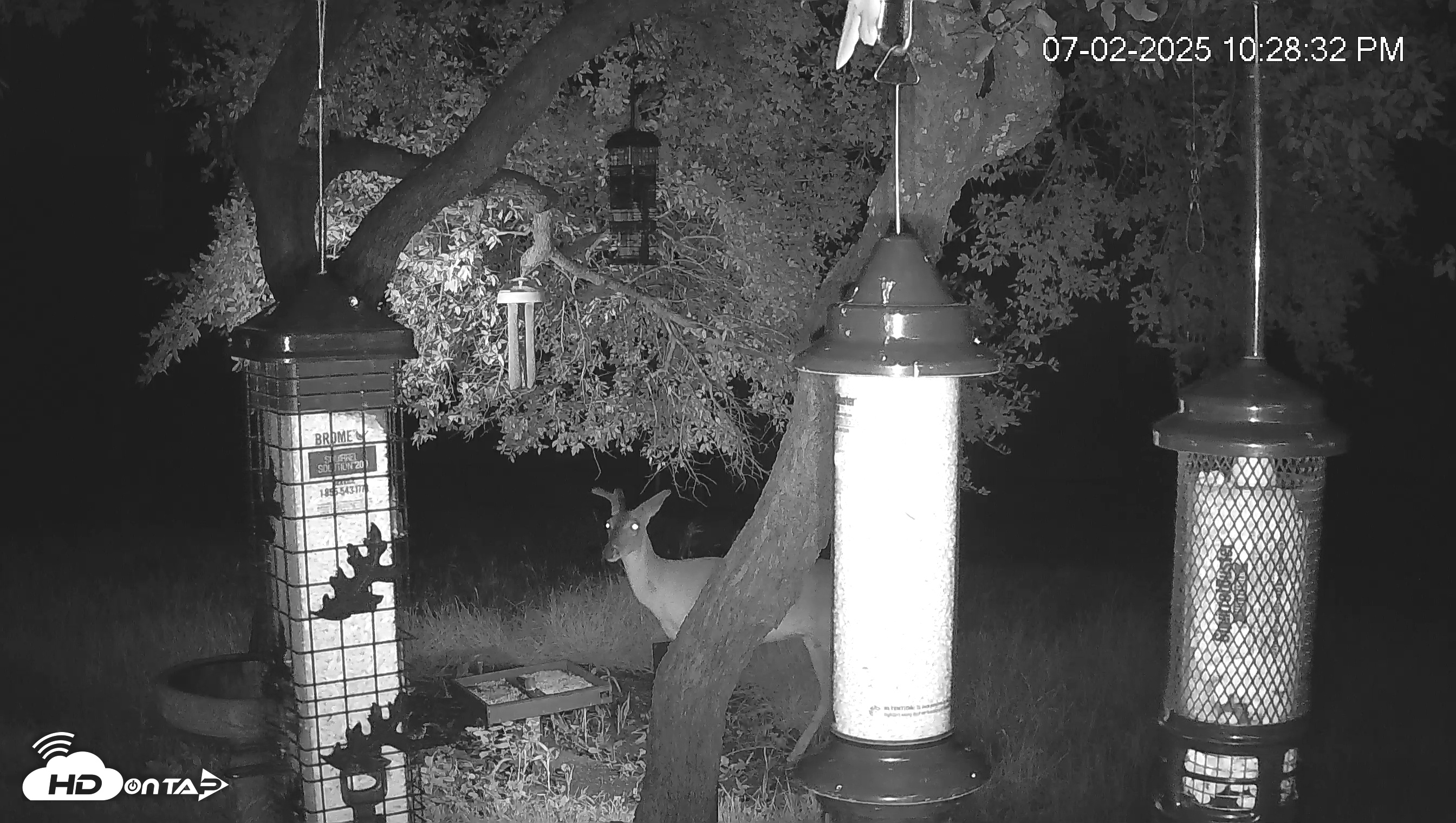 Snapshot of Texas Bird Activity Live Webcam taken Jul 2, 2025, 10:29pm CDT
