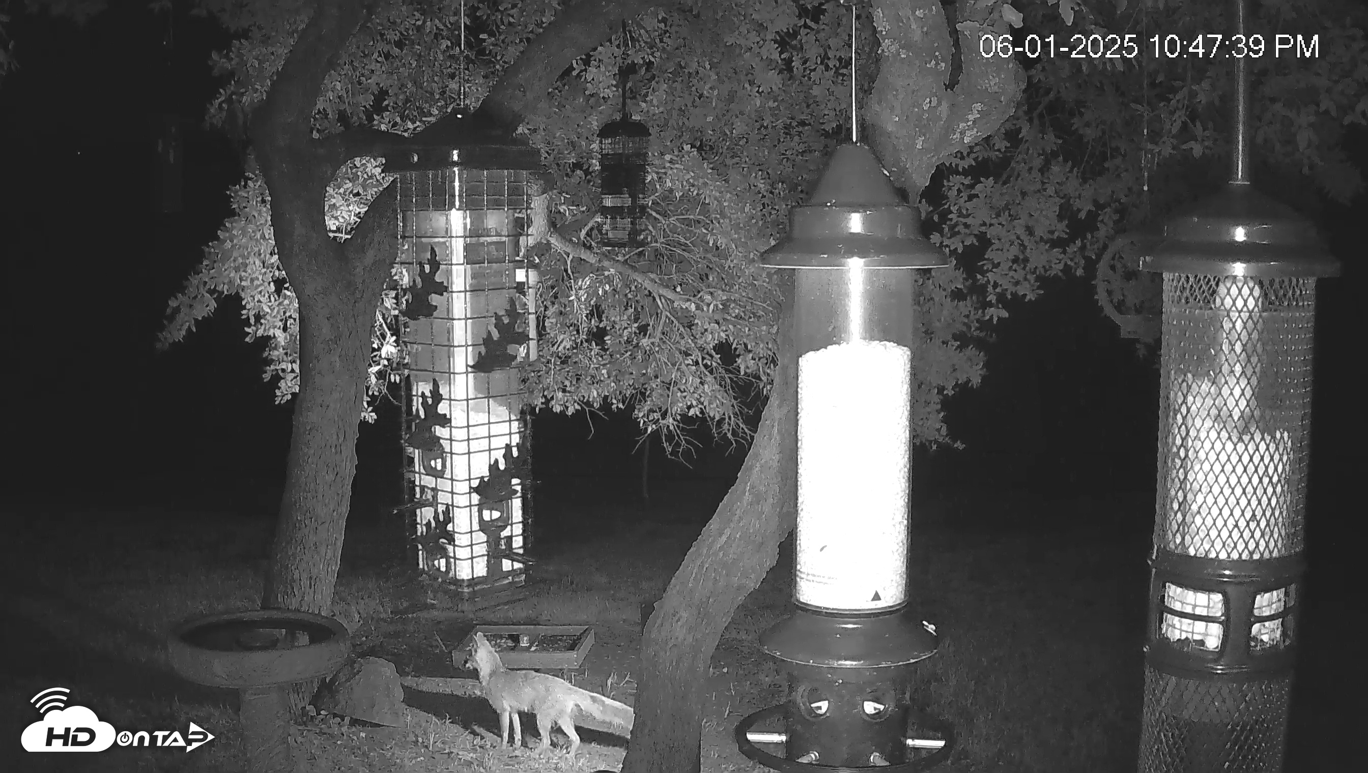 Snapshot of Texas Bird Activity Live Webcam taken Jun 1, 2025, 10:48pm CDT