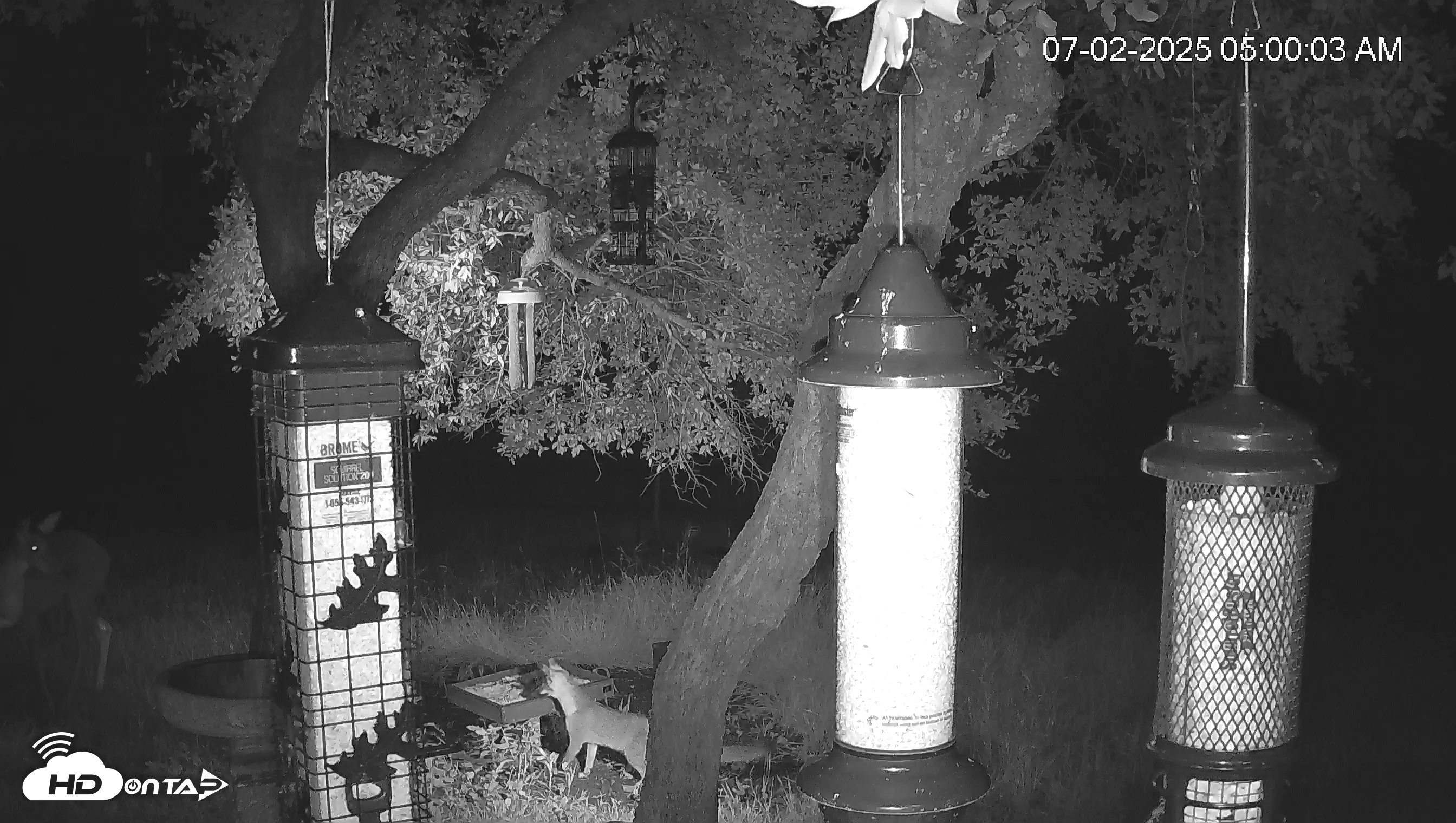 Snapshot of Texas Bird Activity Live Webcam taken Jul 2, 2025, 5:01am CDT