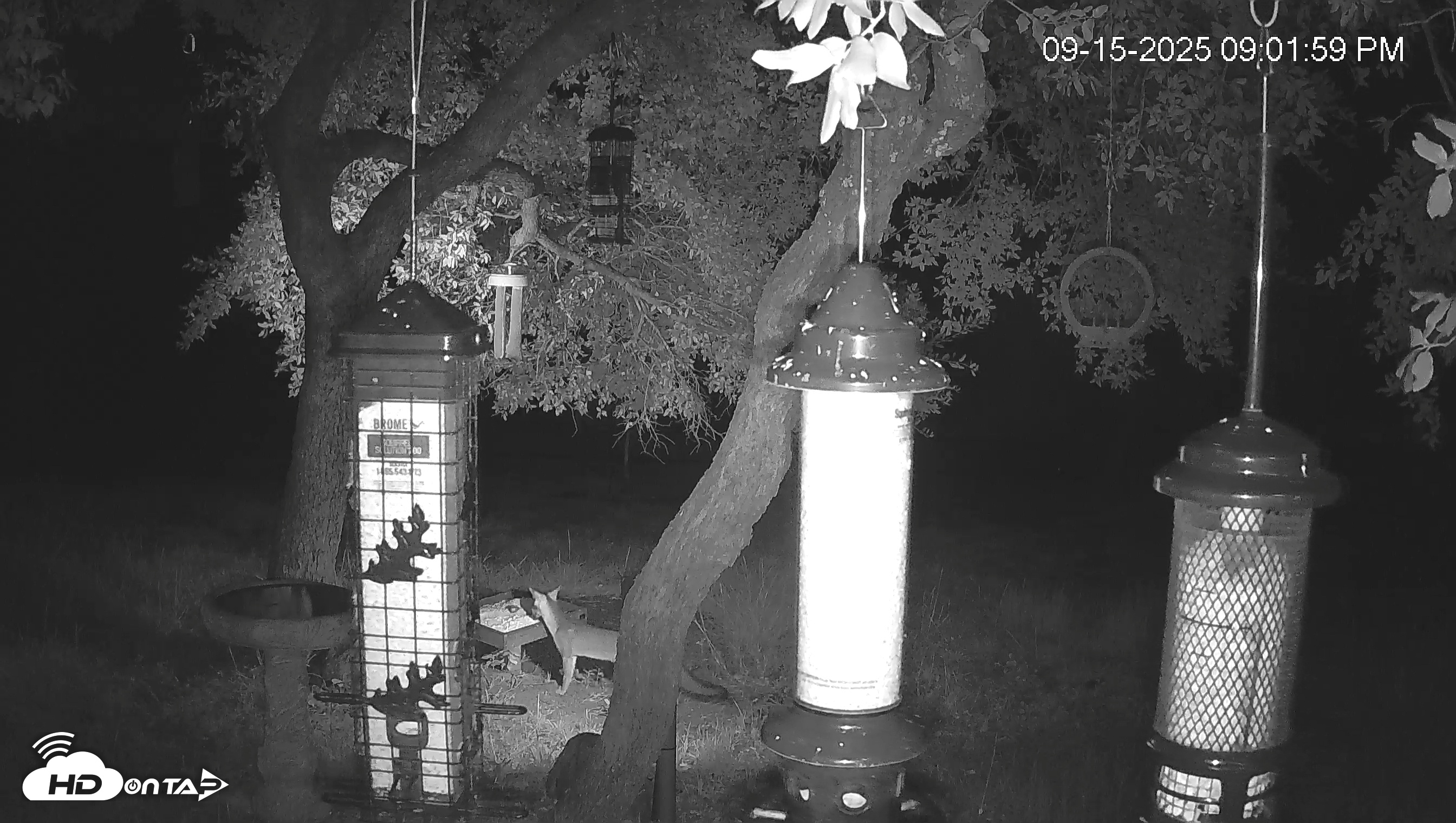 Snapshot of Texas Bird Activity Live Webcam taken Sep 15, 2025, 9:02pm CDT