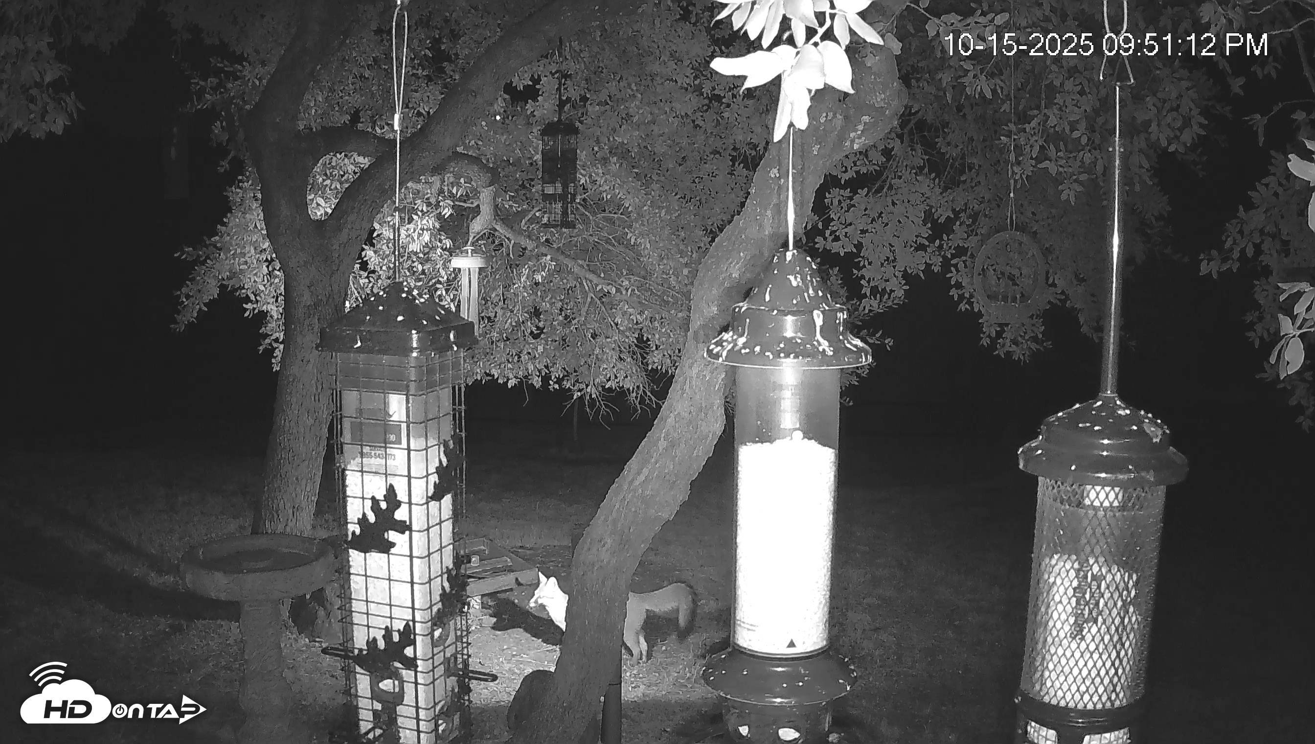 Snapshot of Texas Bird Activity Live Webcam taken Oct 15, 2025, 9:51pm CDT