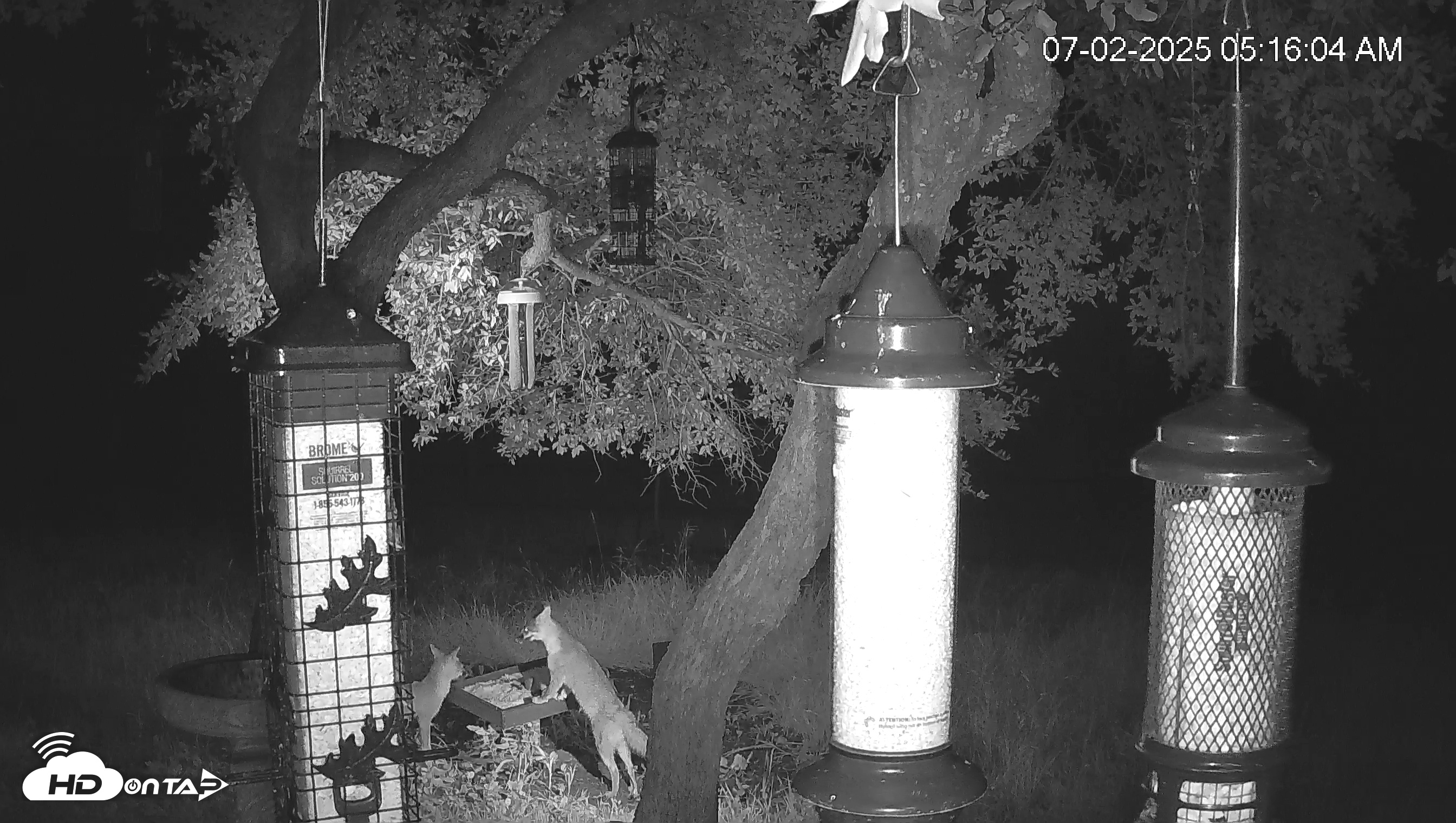 Snapshot of Texas Bird Activity Live Webcam taken Jul 2, 2025, 5:17am CDT