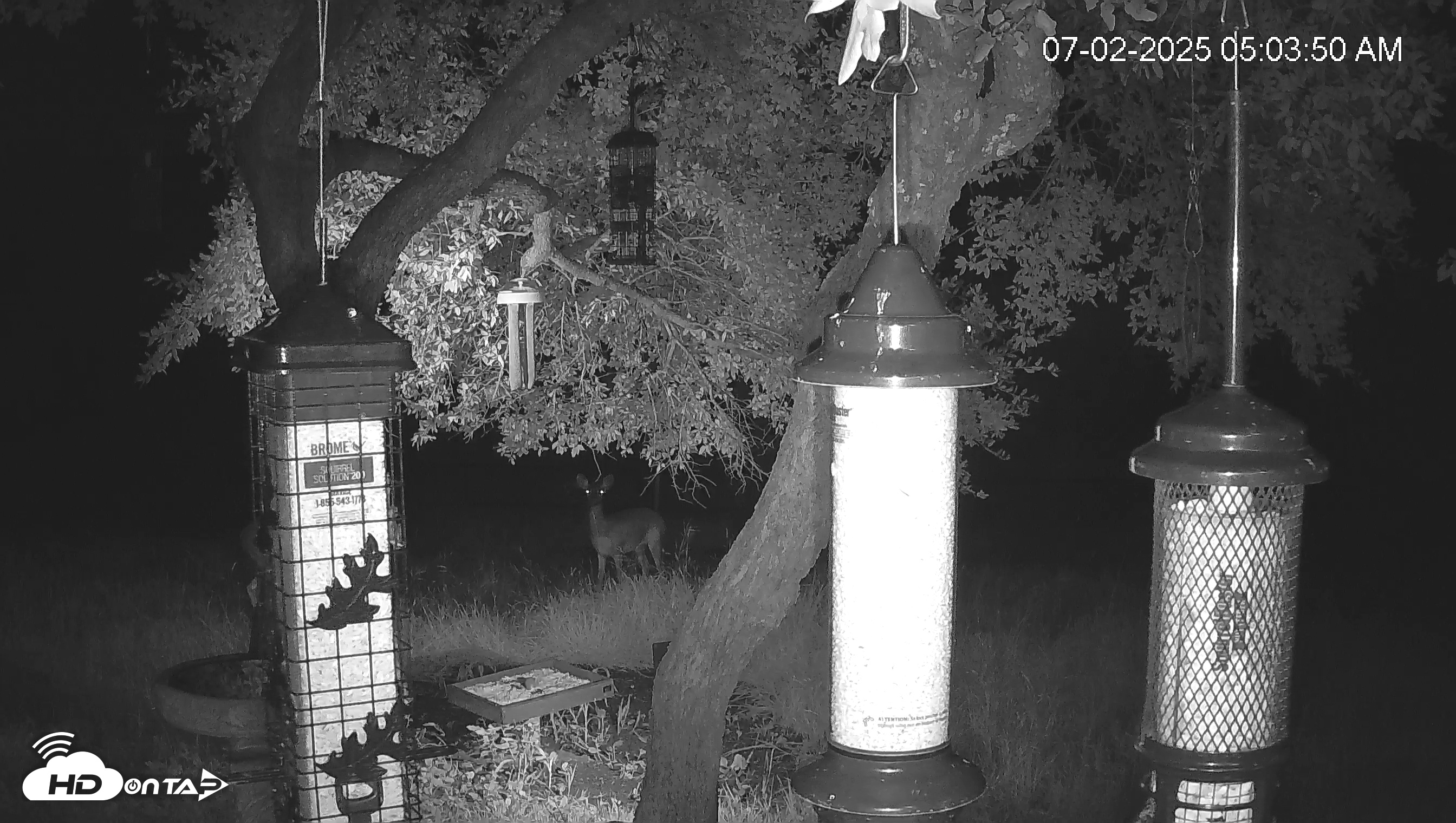 Snapshot of Texas Bird Activity Live Webcam taken Jul 2, 2025, 5:07am CDT