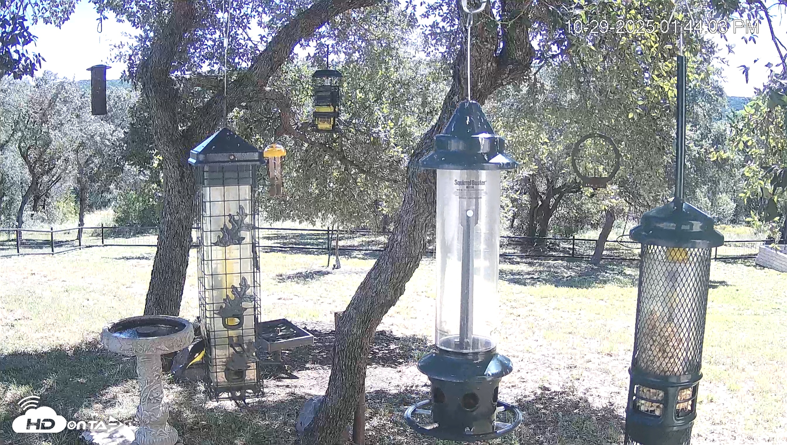 Snapshot of Texas Bird Activity Live Webcam taken Oct 29, 2025, 1:44pm CDT