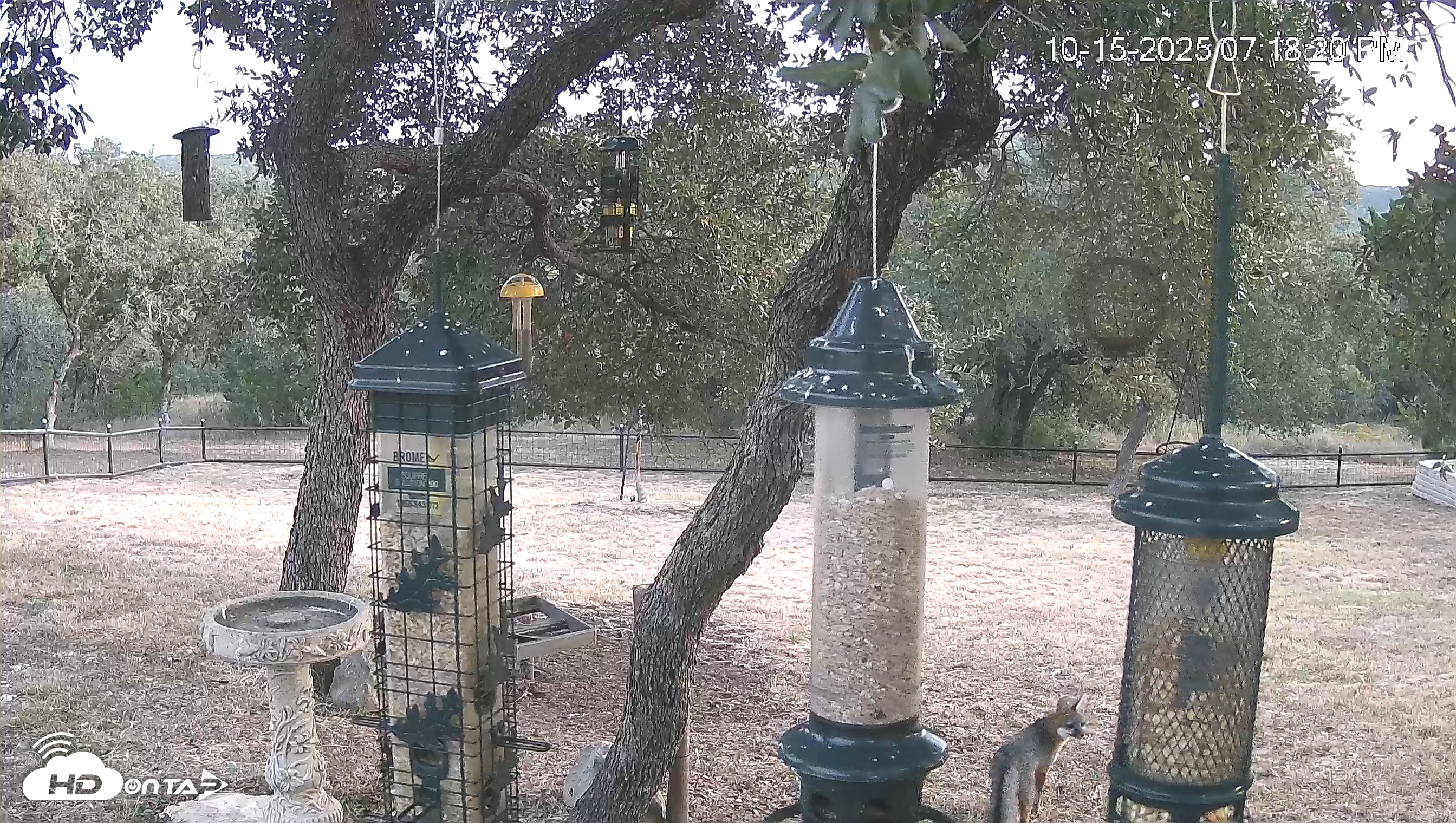 Snapshot of Texas Bird Activity Live Webcam taken Oct 15, 2025, 7:19pm CDT
