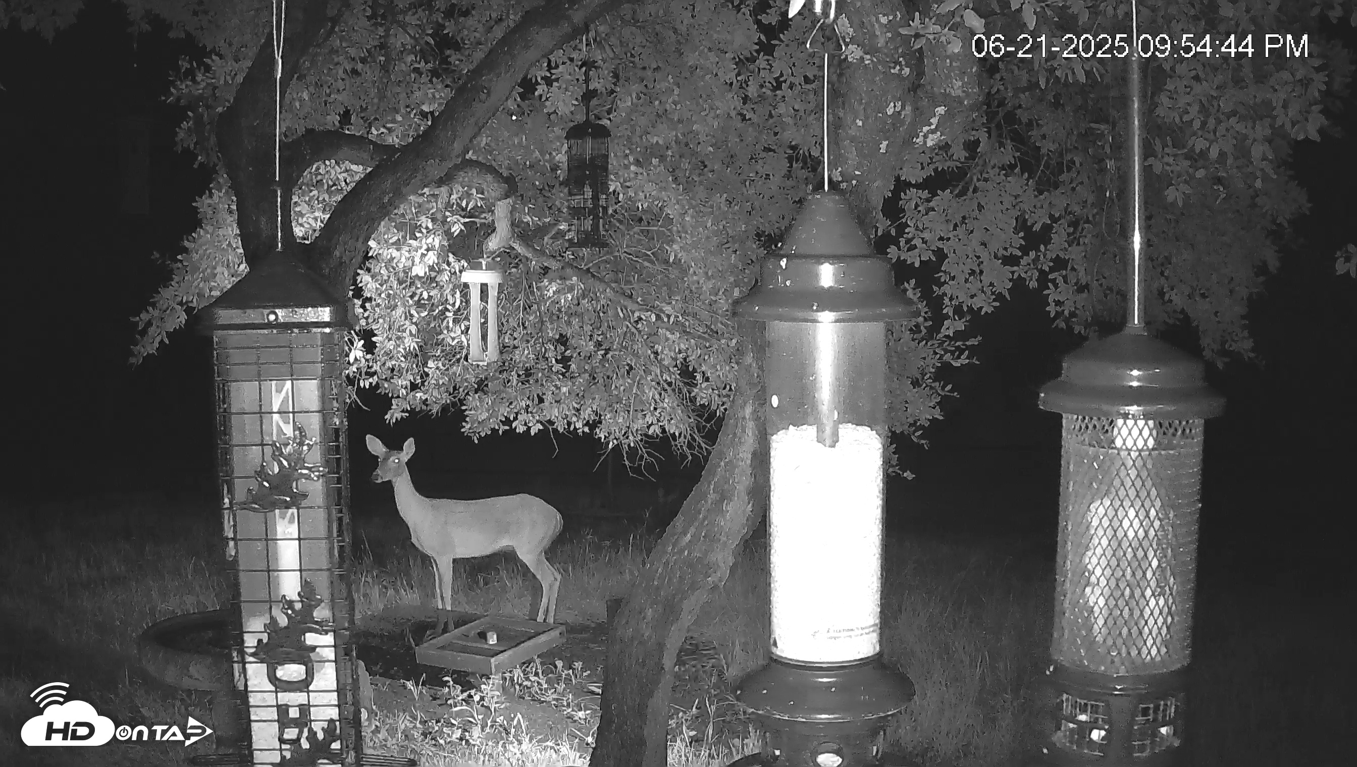 Snapshot of Texas Bird Activity Live Webcam taken Jun 21, 2025, 9:57pm CDT