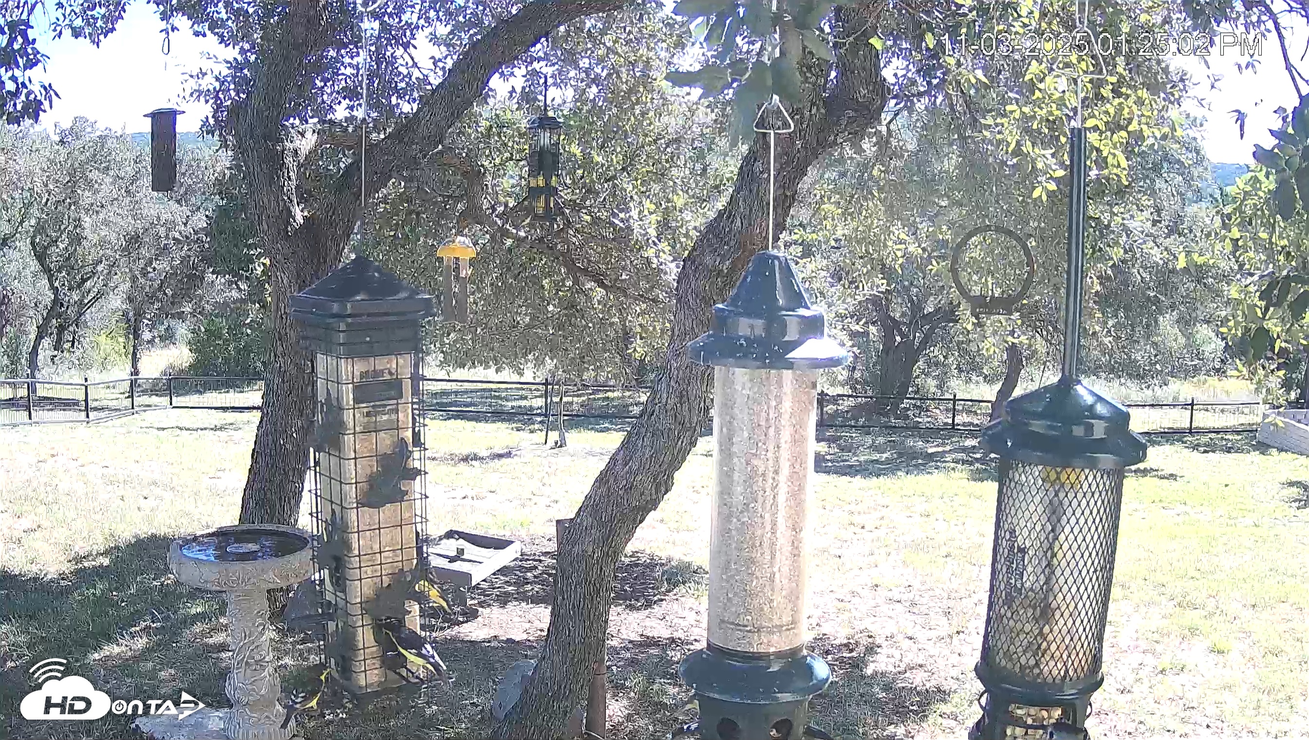 Snapshot of Texas Bird Activity Live Webcam taken Nov 3, 2025, 1:25pm CST