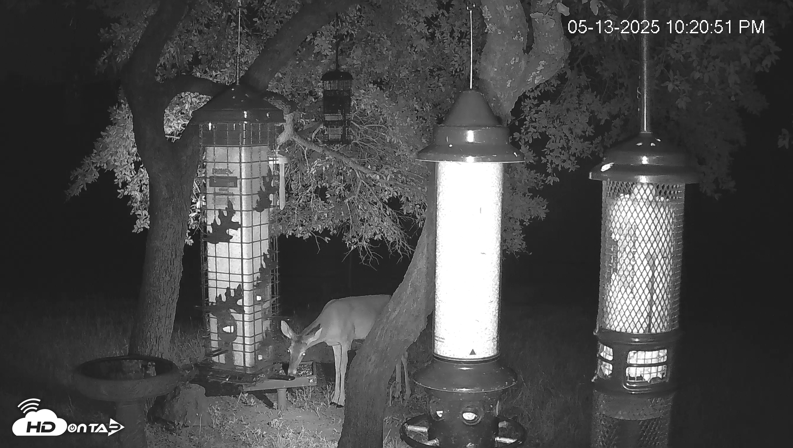 Snapshot of Texas Bird Activity Live Webcam taken May 13, 2025, 10:21pm CDT