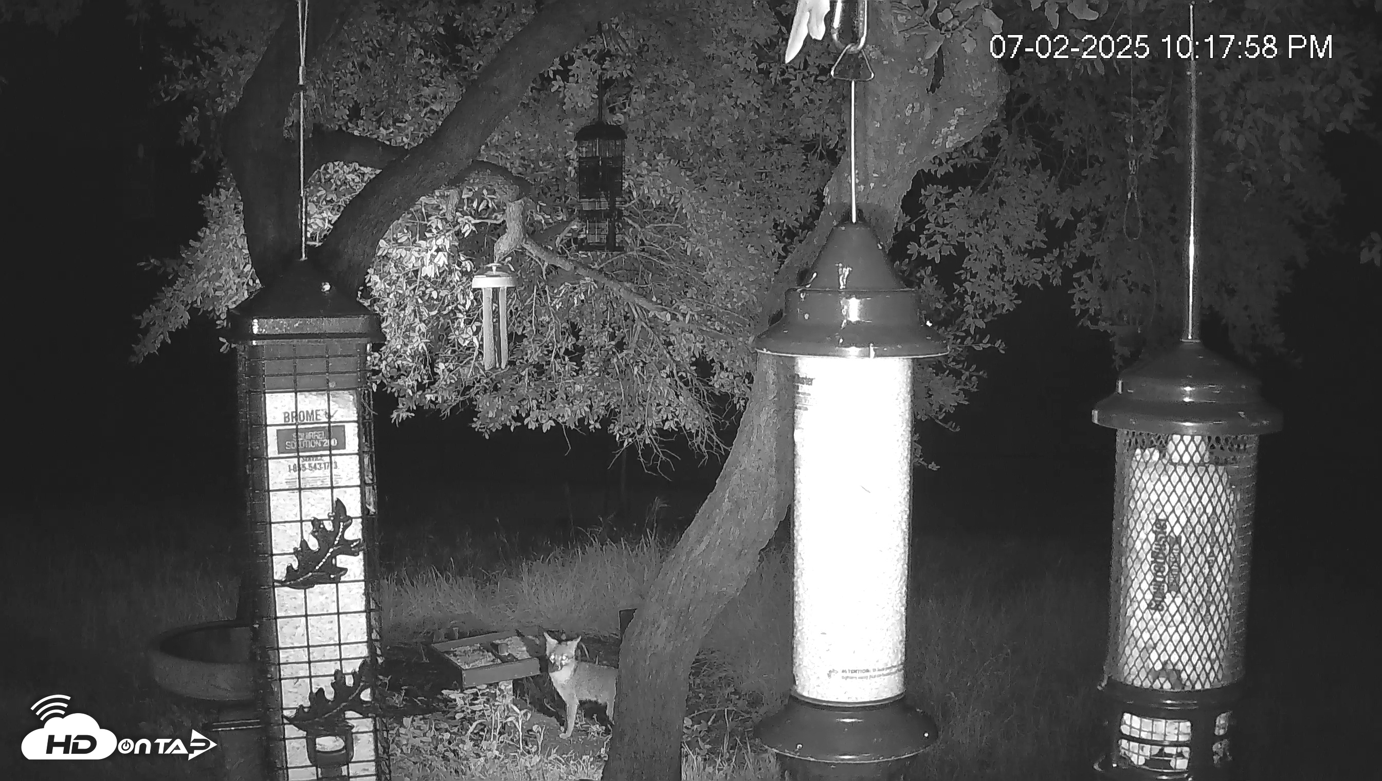 Snapshot of Texas Bird Activity Live Webcam taken Jul 2, 2025, 10:18pm CDT
