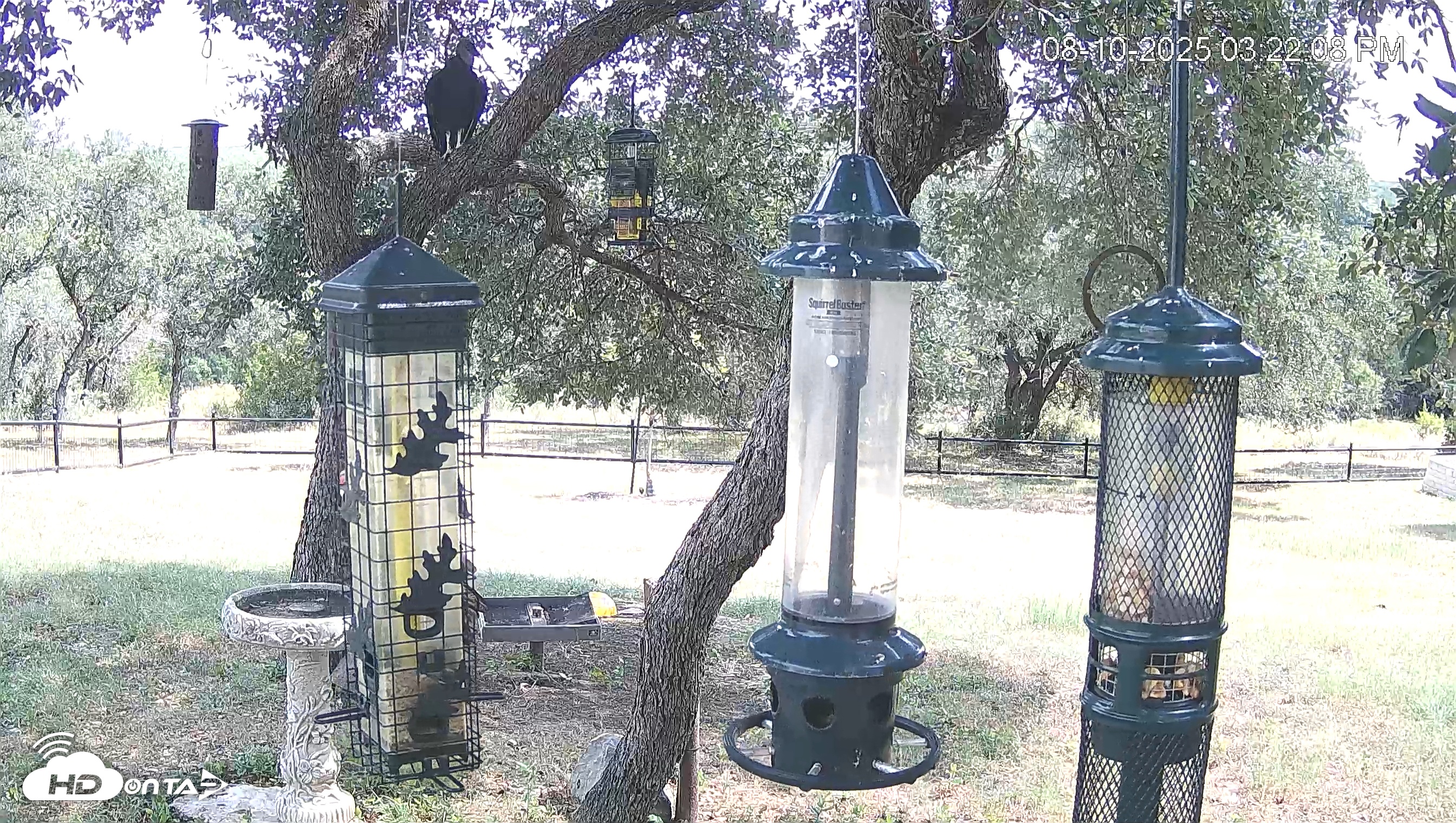 Snapshot of Texas Bird Activity Live Webcam taken Aug 10, 2025, 3:22pm CDT