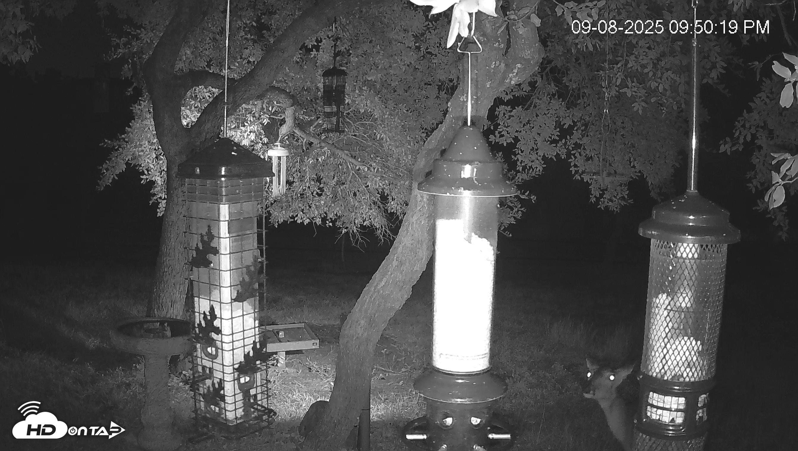 Snapshot of Texas Bird Activity Live Webcam taken Sep 8, 2025, 9:50pm CDT