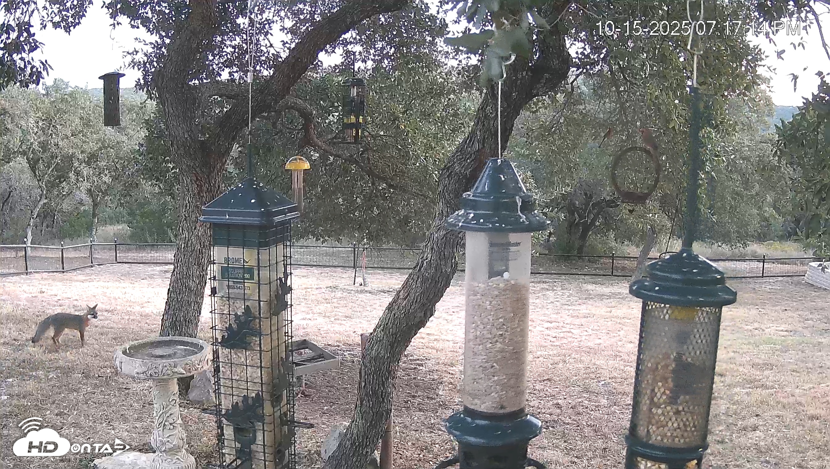 Snapshot of Texas Bird Activity Live Webcam taken Oct 15, 2025, 7:17pm CDT