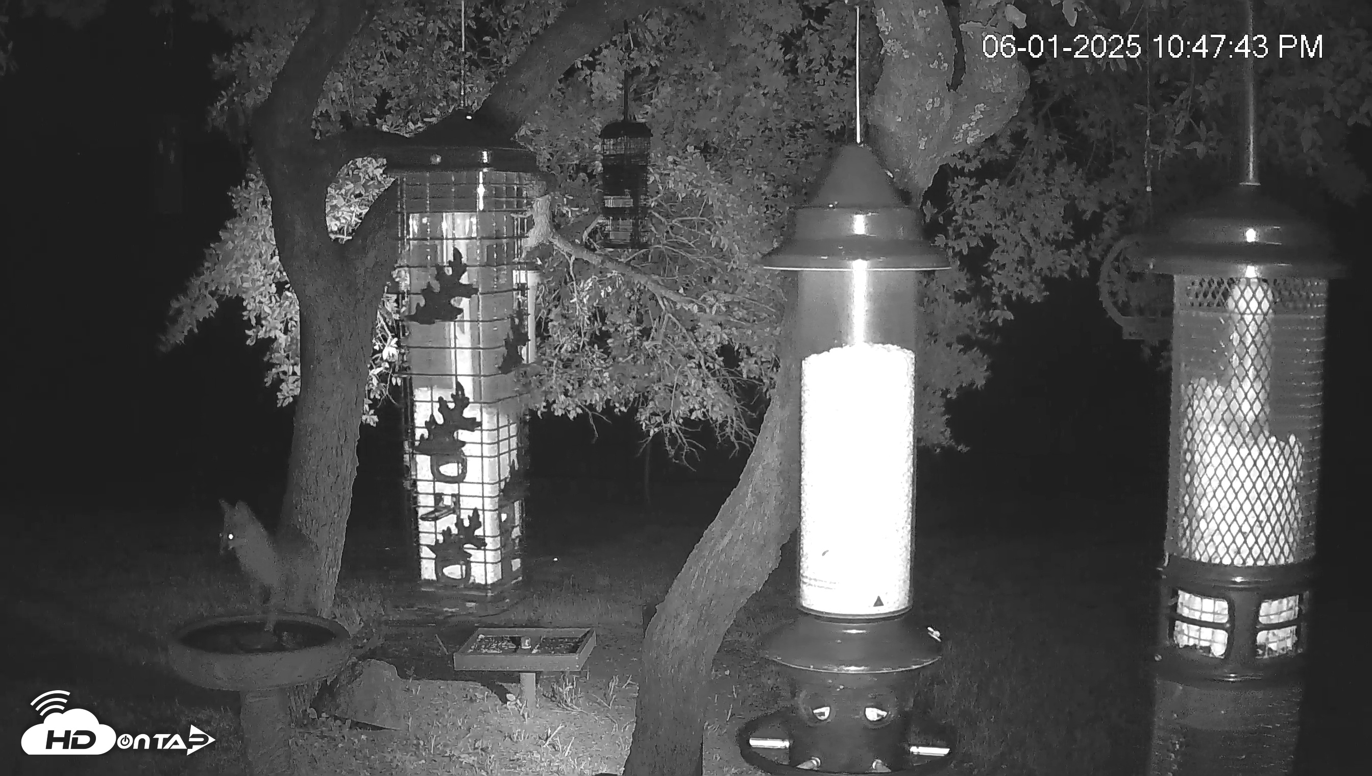 Snapshot of Texas Bird Activity Live Webcam taken Jun 1, 2025, 10:48pm CDT