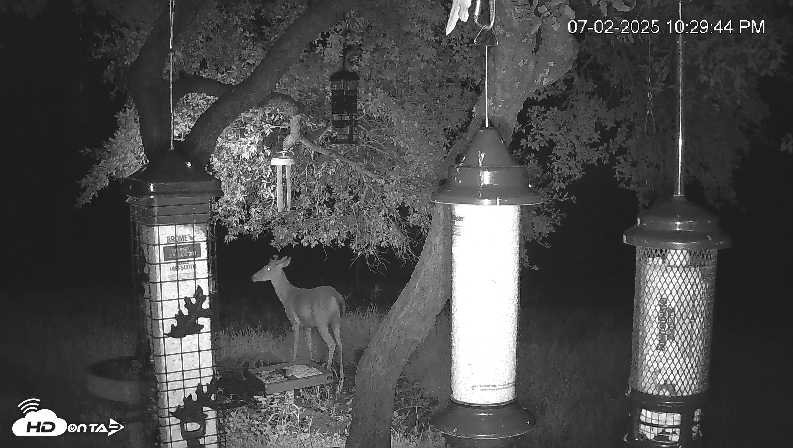 Snapshot of Texas Bird Activity Live Webcam taken Jul 2, 2025, 10:30pm CDT