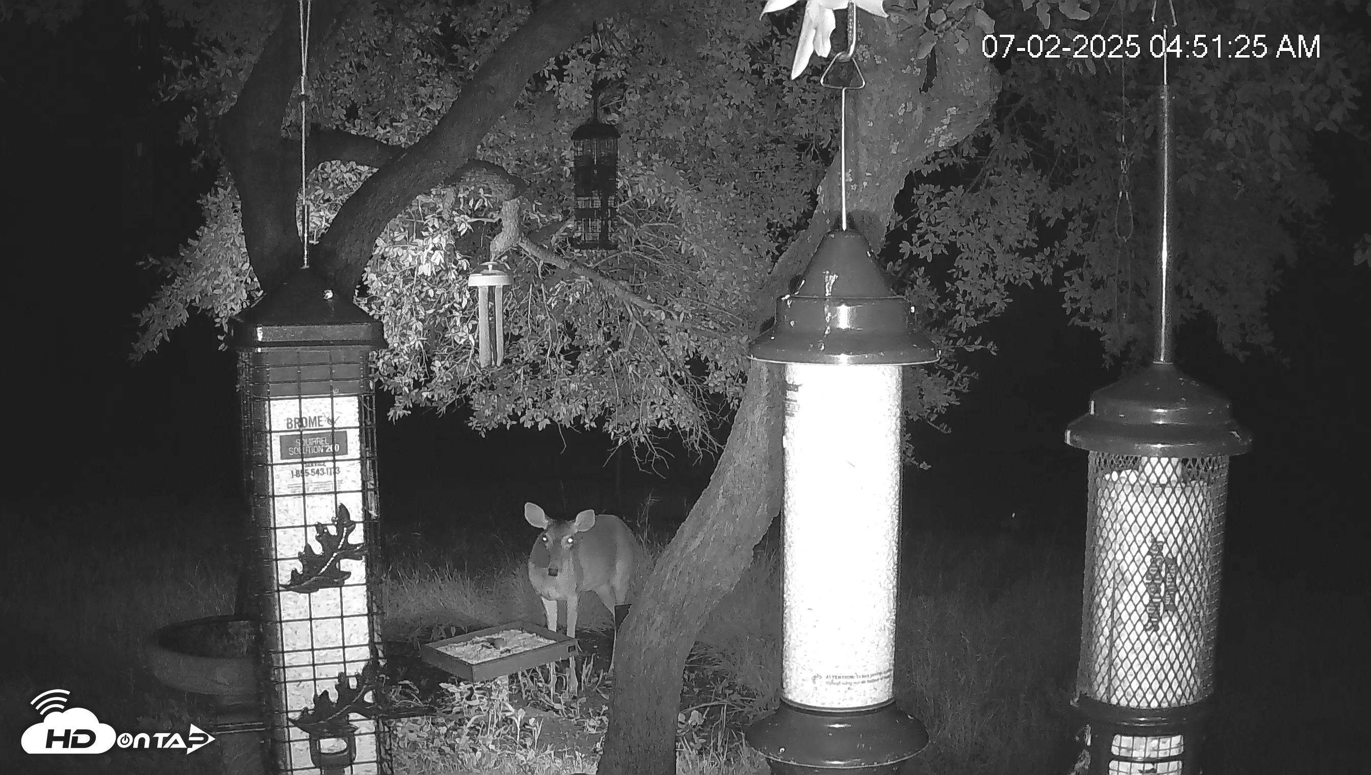 Snapshot of Texas Bird Activity Live Webcam taken Jul 2, 2025, 4:52am CDT