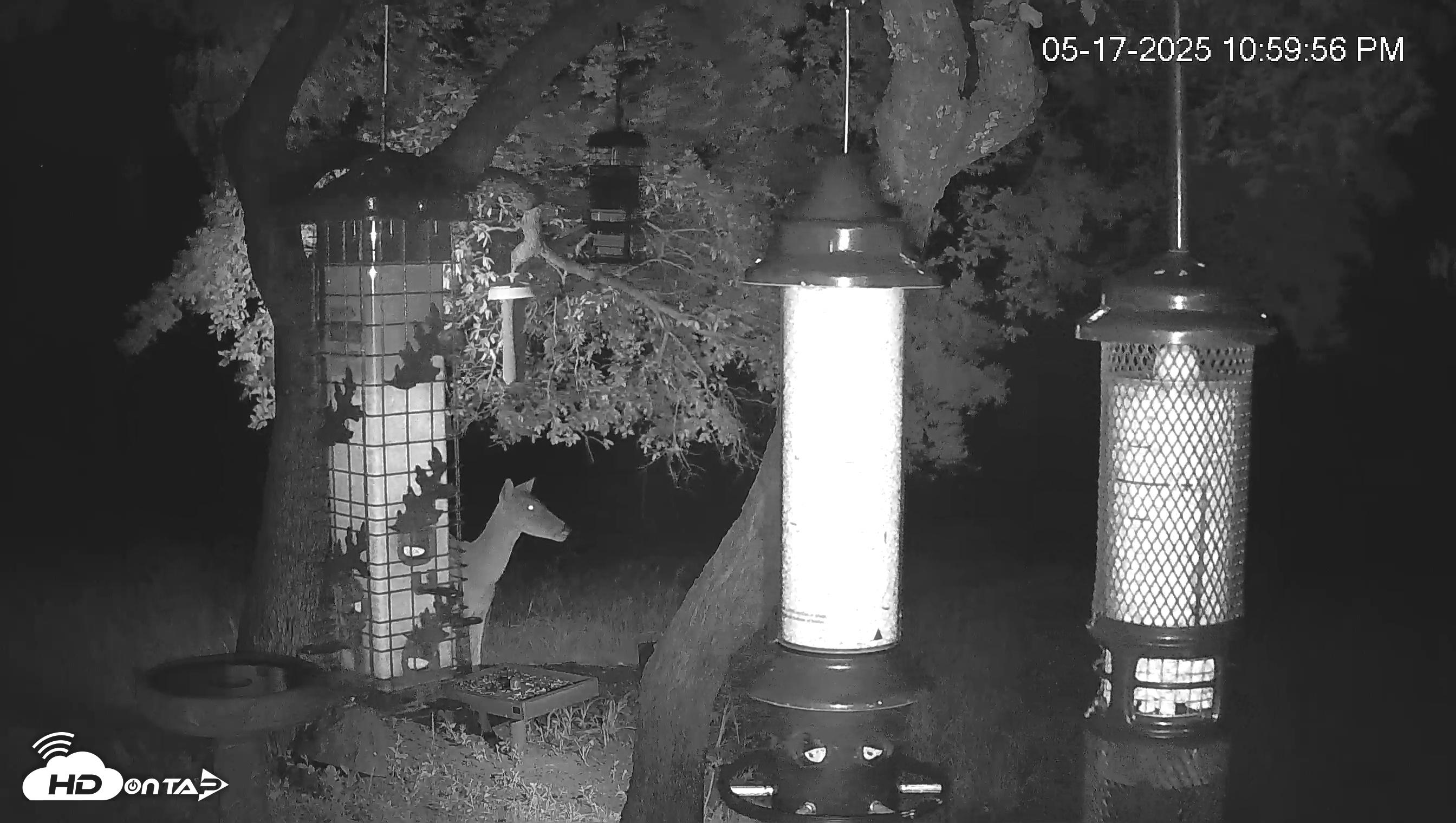 Snapshot of Texas Bird Activity Live Webcam taken May 17, 2025, 11:00pm CDT