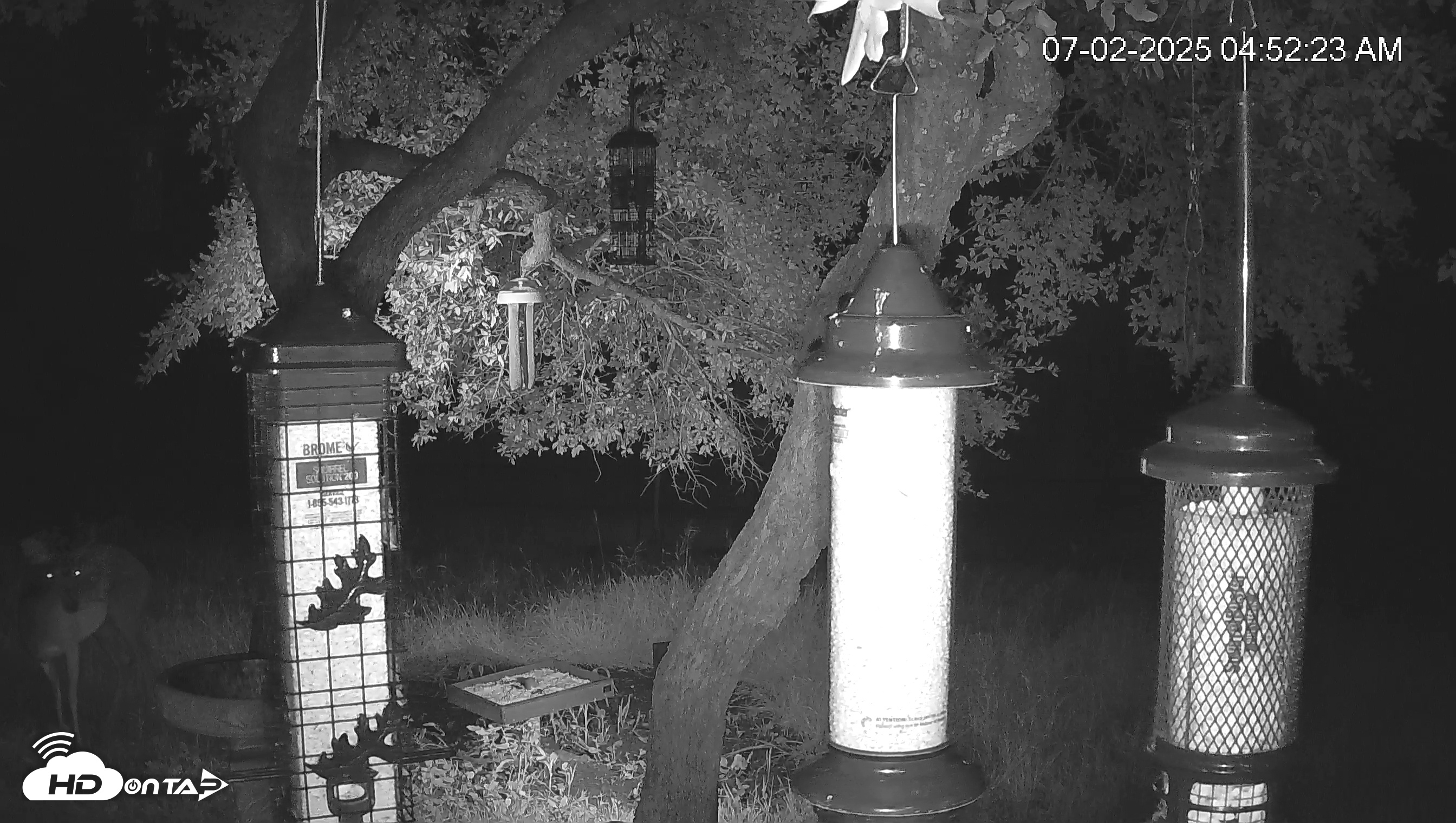Snapshot of Texas Bird Activity Live Webcam taken Jul 2, 2025, 4:53am CDT