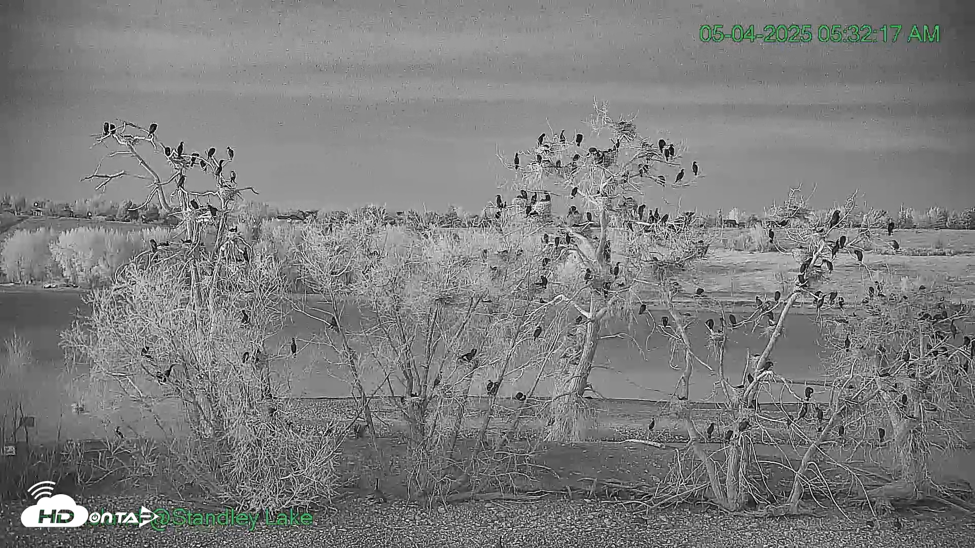 Snapshot of Bird Island Standley Lake Live Webcam taken May 4, 2025, 5:31am MDT