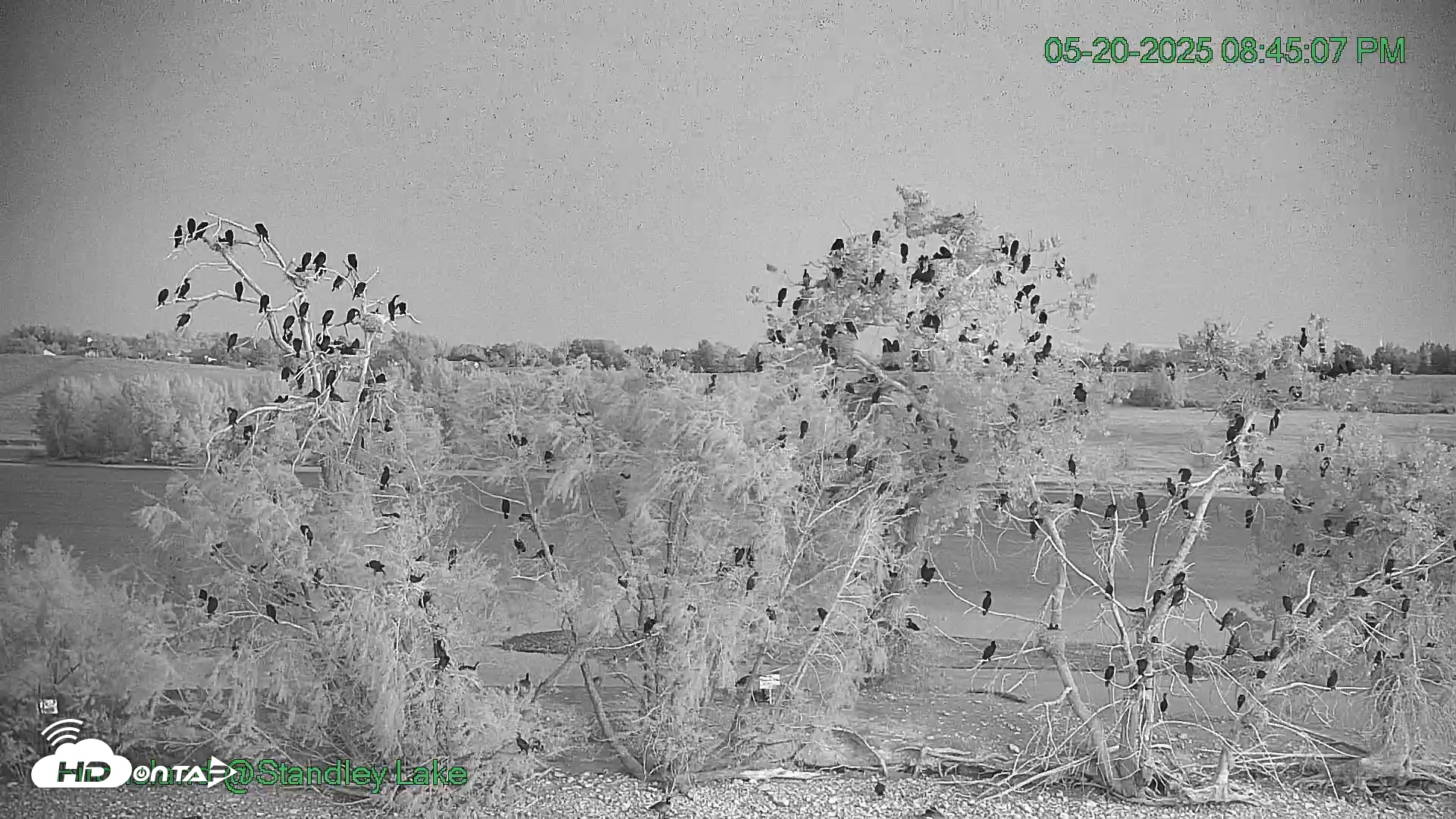 Snapshot of Bird Island Standley Lake taken May 20, 2025, 8:45pm MDT