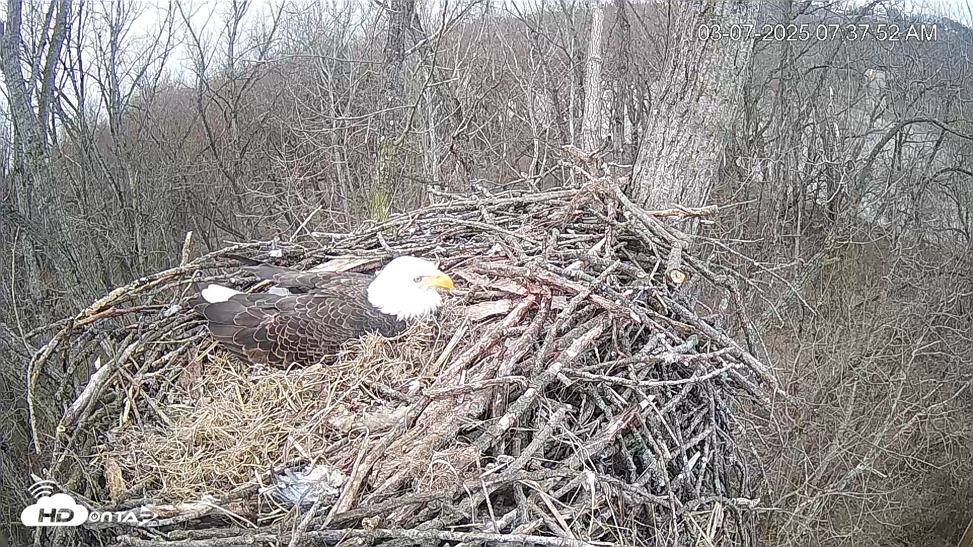 Snapshot of Cardinal Land Conservancy Eagles Live Webcam taken Feb 3, 2025, 9:04am EST