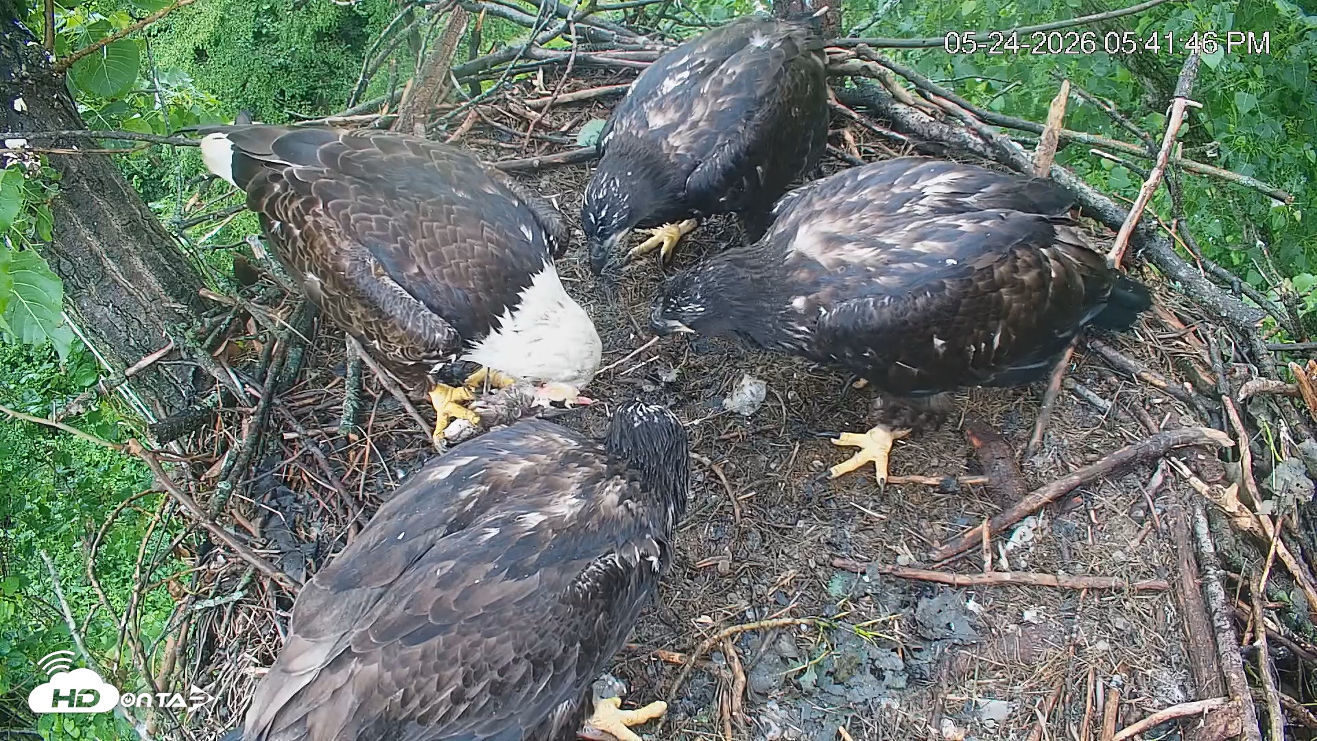 Snapshot of Cardinal Land Conservancy Eagles Live Webcam taken May 24, 2026, 5:42pm EDT