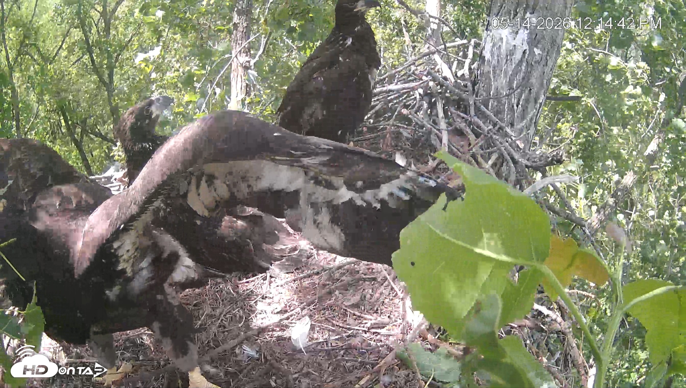 Snapshot of Cardinal Land Conservancy Eagles Live Webcam taken May 14, 2026, 12:15pm EDT