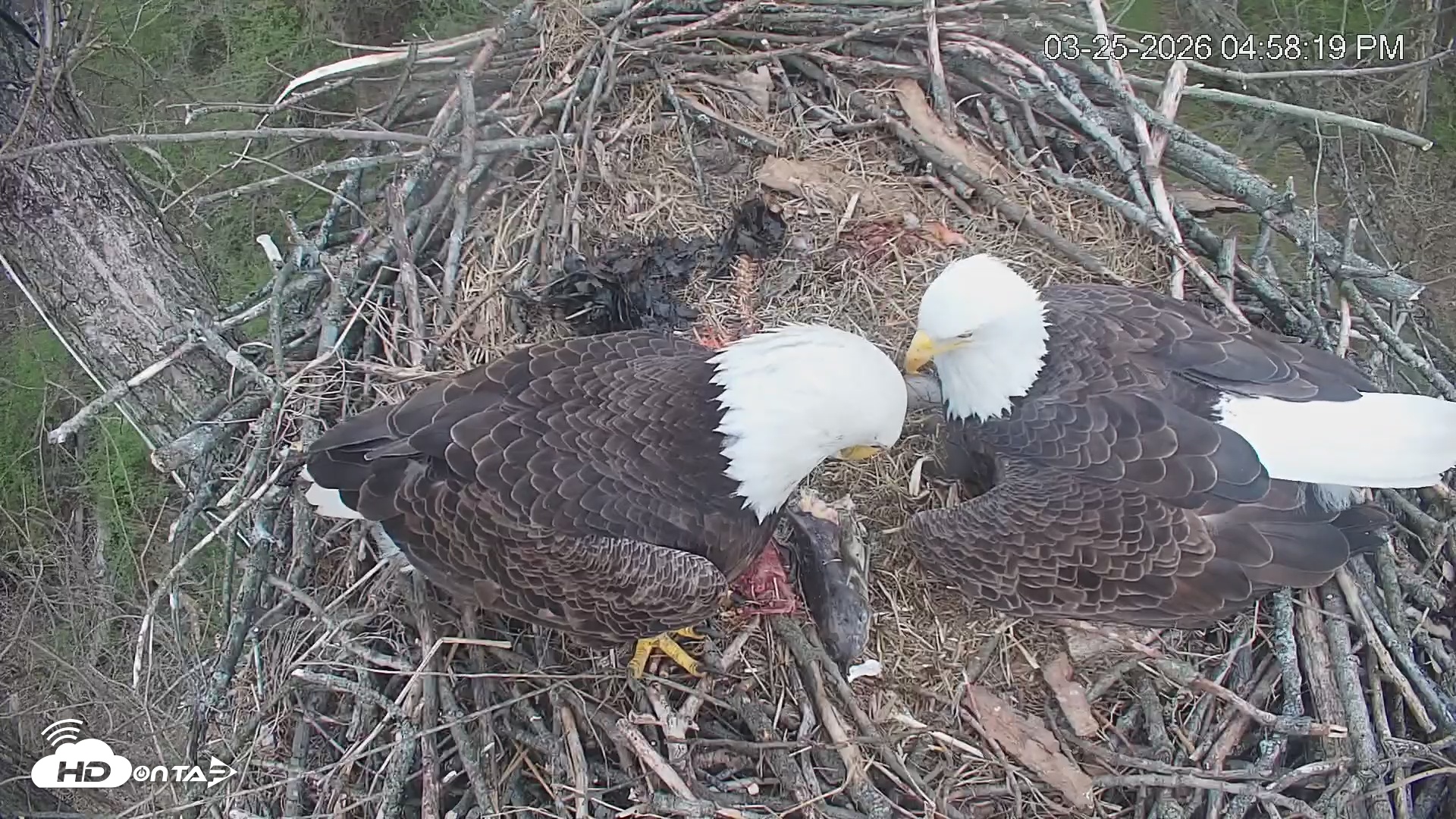 Snapshot of Cardinal Land Conservancy Eagles Live Webcam taken Mar 25, 2026, 4:59pm EDT