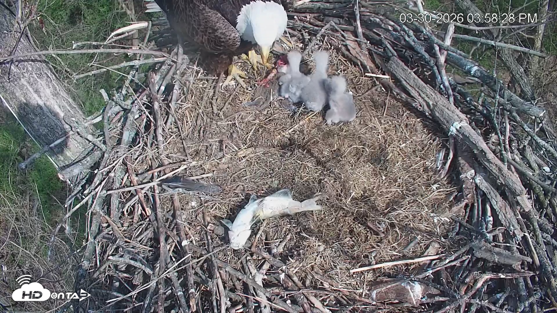 Snapshot of Cardinal Land Conservancy Eagles Live Webcam taken Mar 30, 2026, 3:59pm EDT