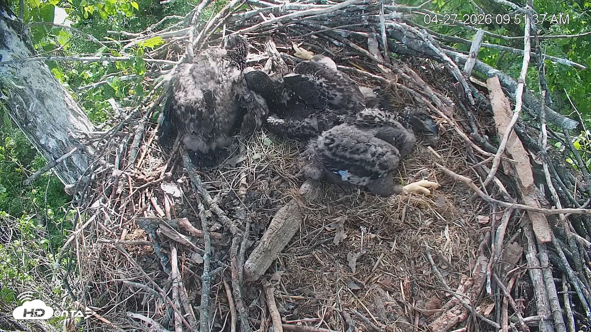 Snapshot of Cardinal Land Conservancy Eagles Live Webcam taken Apr 27, 2026, 9:52am EDT