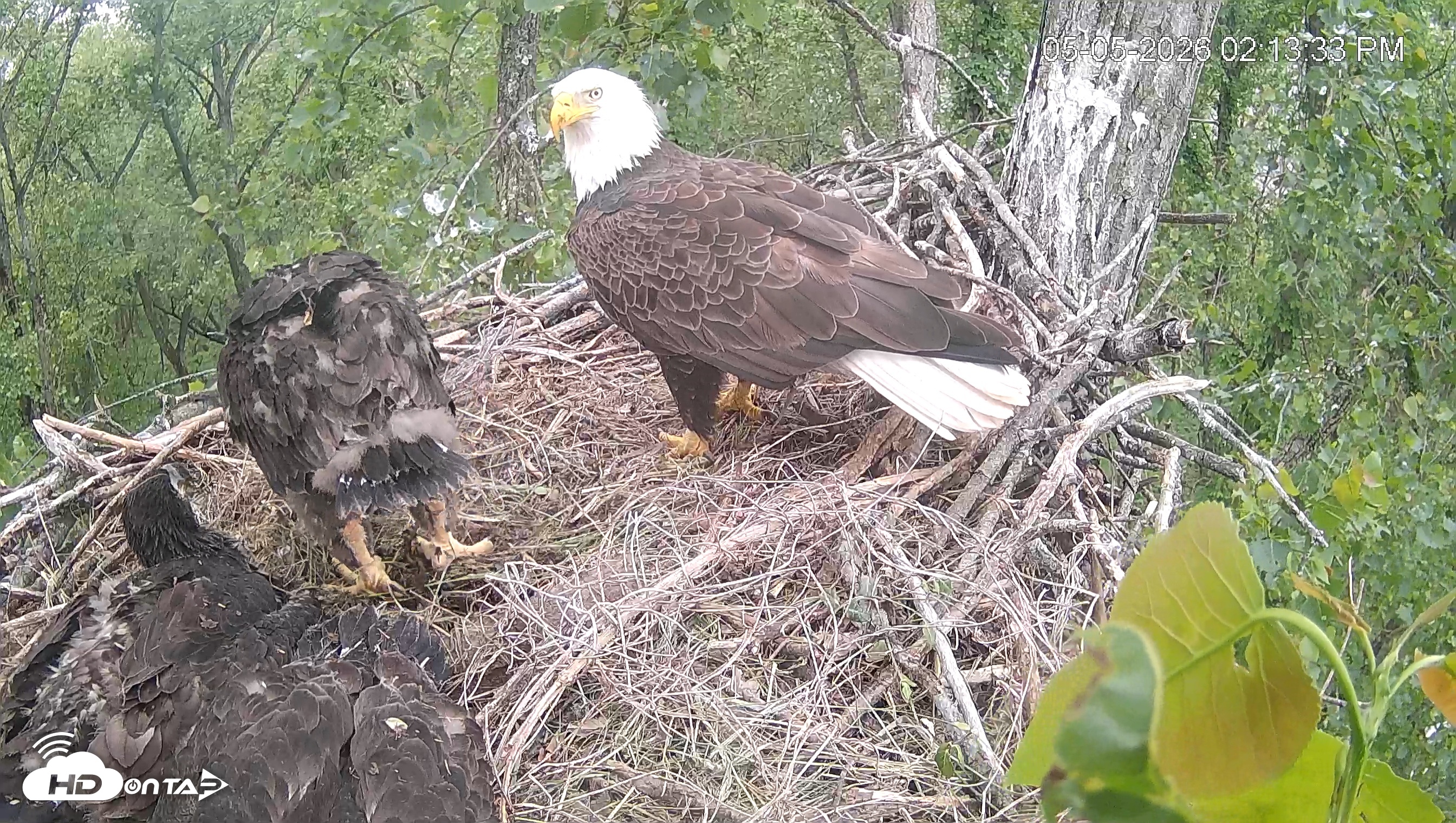 Snapshot of Cardinal Land Conservancy Eagles Live Webcam taken May 5, 2026, 2:14pm EDT