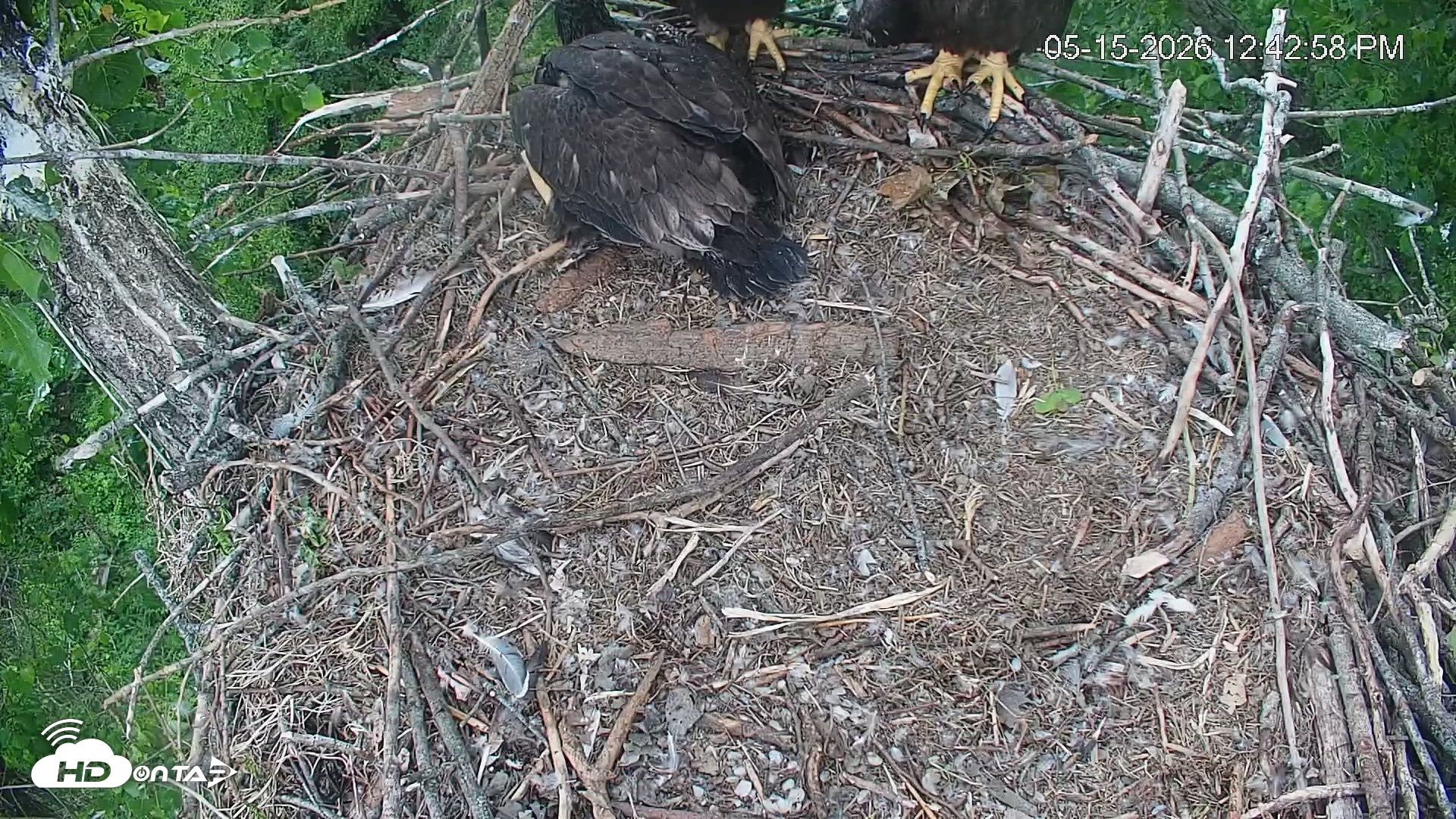 Snapshot of Cardinal Land Conservancy Eagles Live Webcam taken May 15, 2026, 12:45pm EDT
