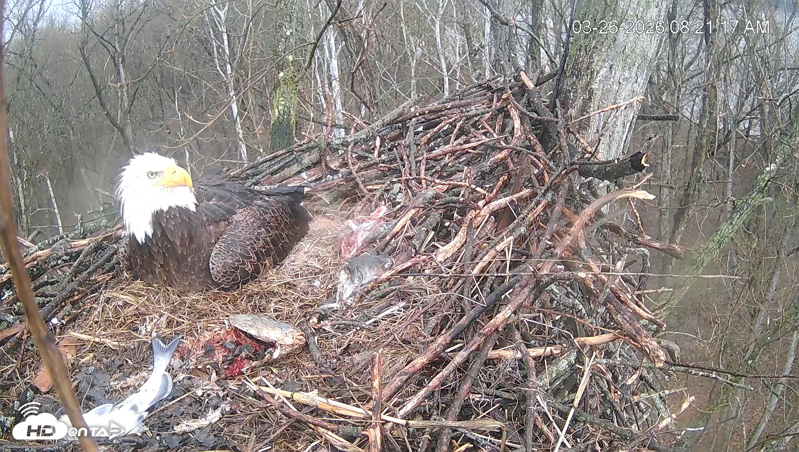 Snapshot of Cardinal Land Conservancy Eagles Live Webcam taken Mar 26, 2026, 8:22am EDT