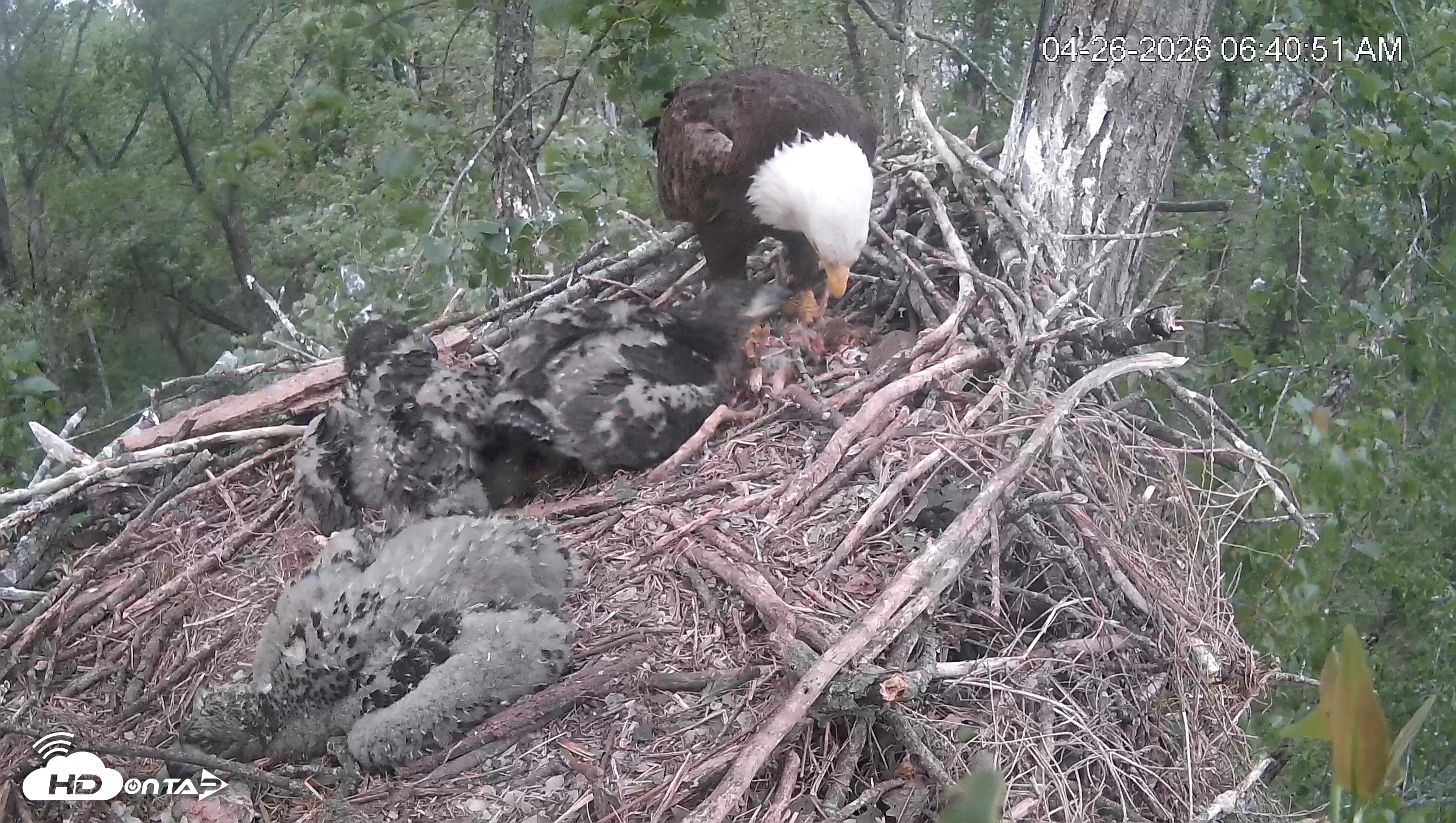 Snapshot of Cardinal Land Conservancy Eagles Live Webcam taken Apr 26, 2026, 6:42am EDT