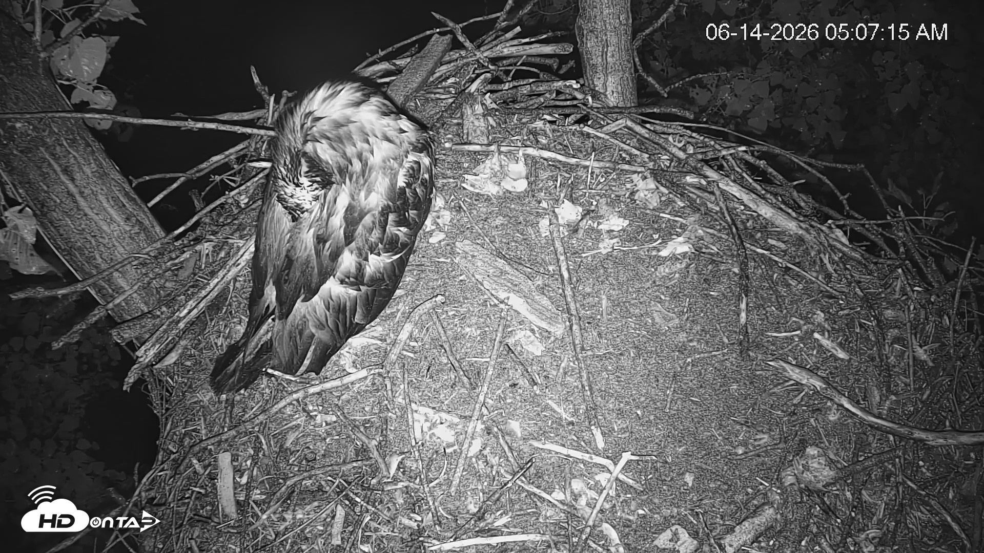 Snapshot of Cardinal Land Conservancy Eagles Live Webcam taken Jun 14, 2026, 5:07am EDT