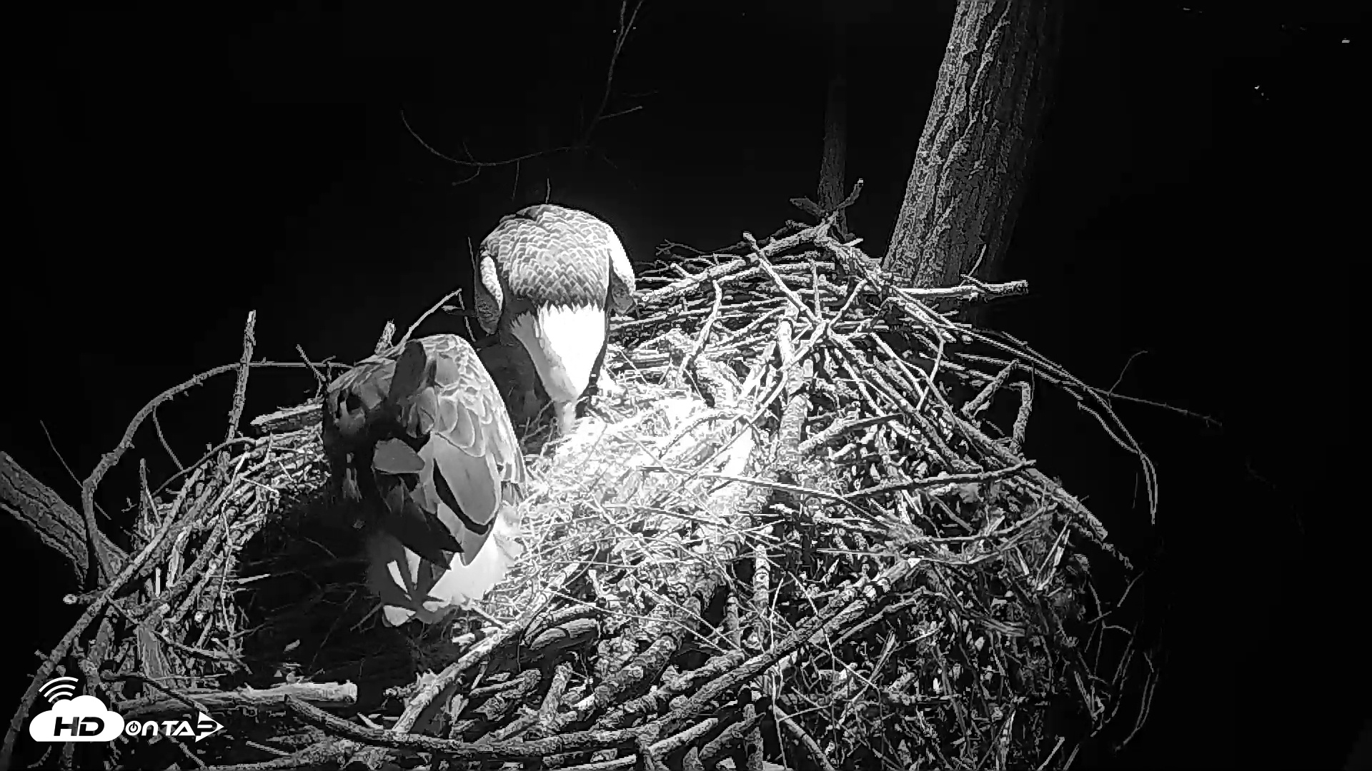 Snapshot of Cardinal Land Conservancy Eagles Live Webcam taken Feb 4, 2025, 7:01am EST