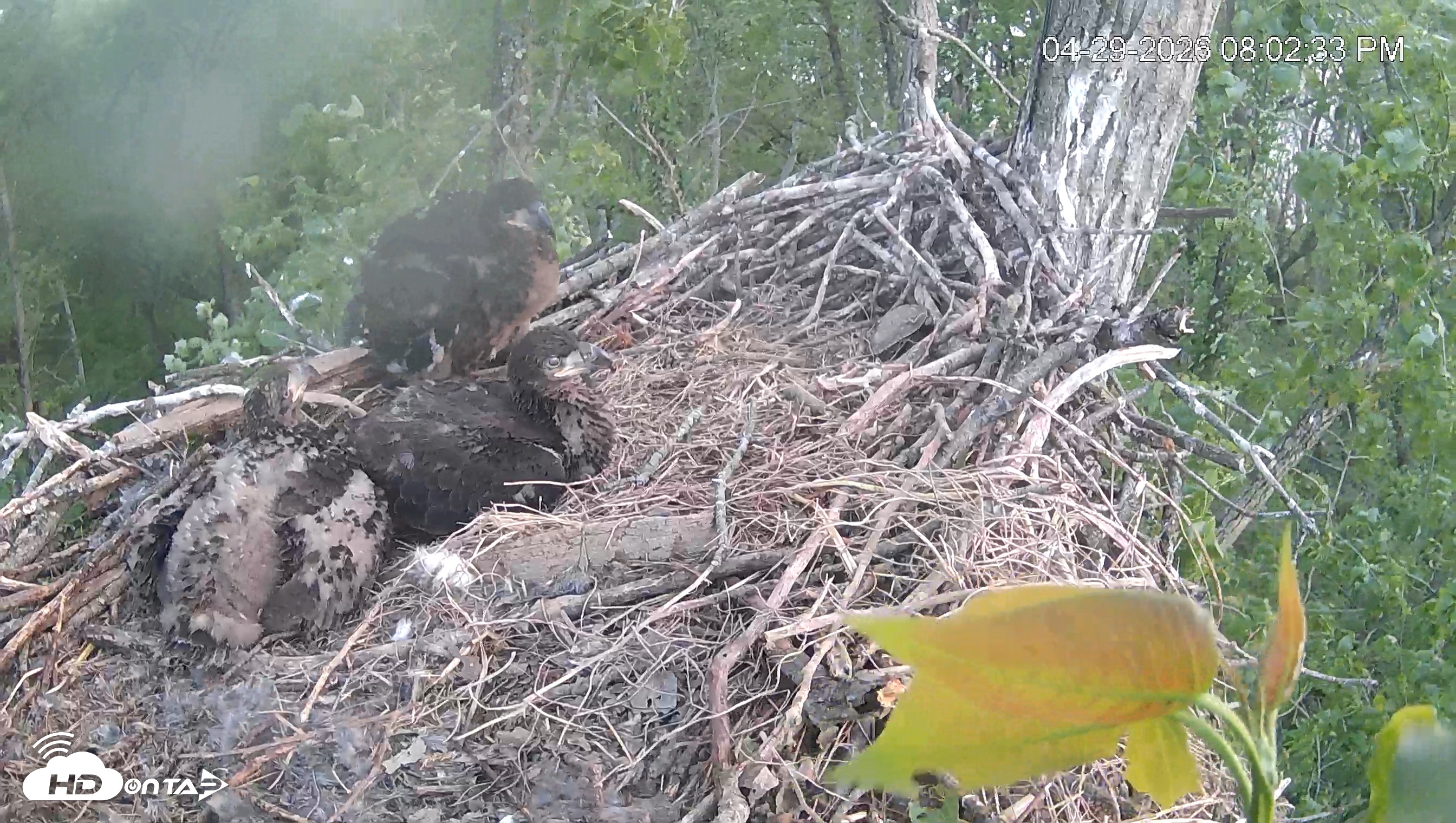 Snapshot of Cardinal Land Conservancy Eagles Live Webcam taken Apr 29, 2026, 8:03pm EDT