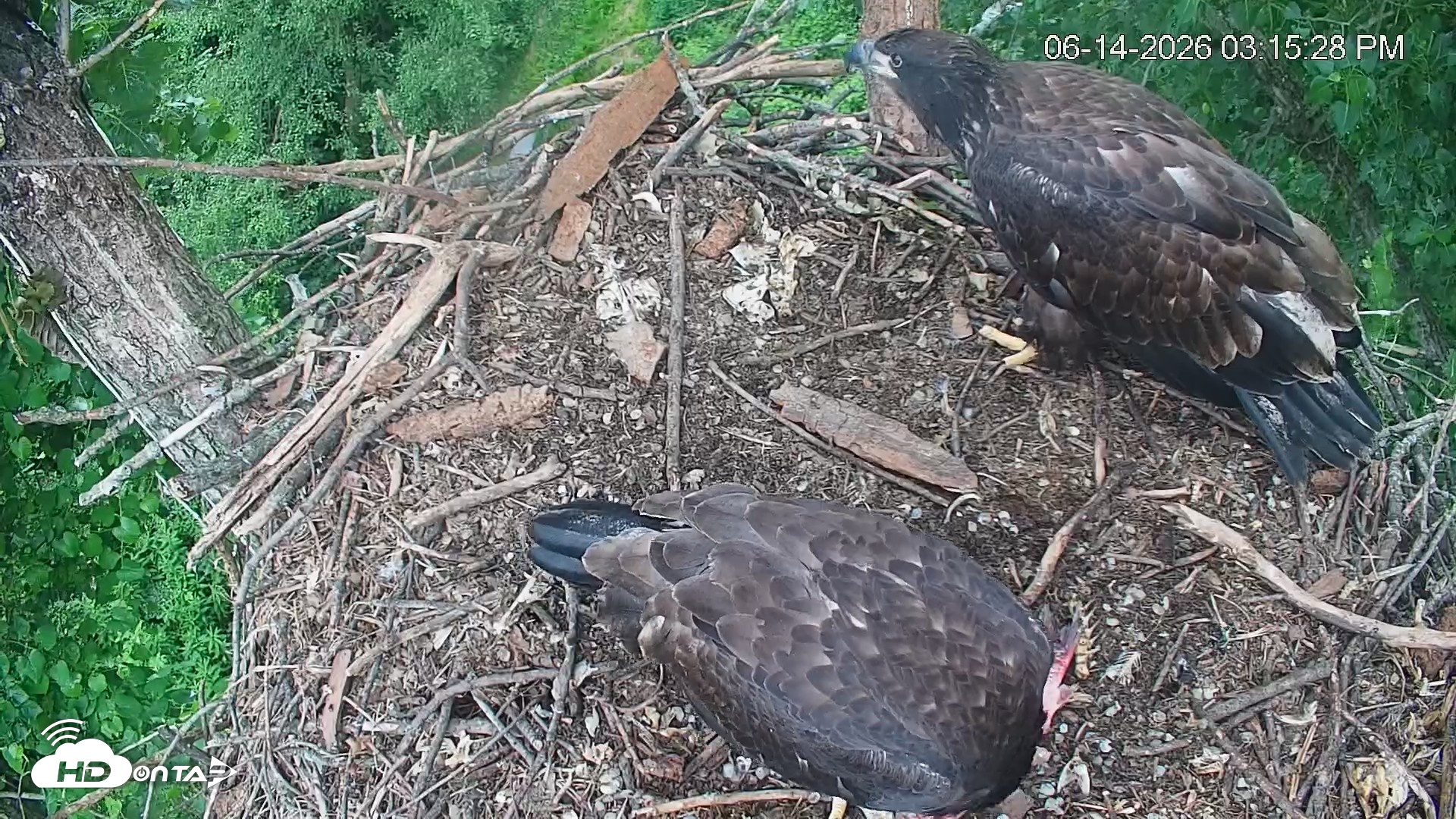 Snapshot of Cardinal Land Conservancy Eagles Live Webcam taken Jun 14, 2026, 3:16pm EDT