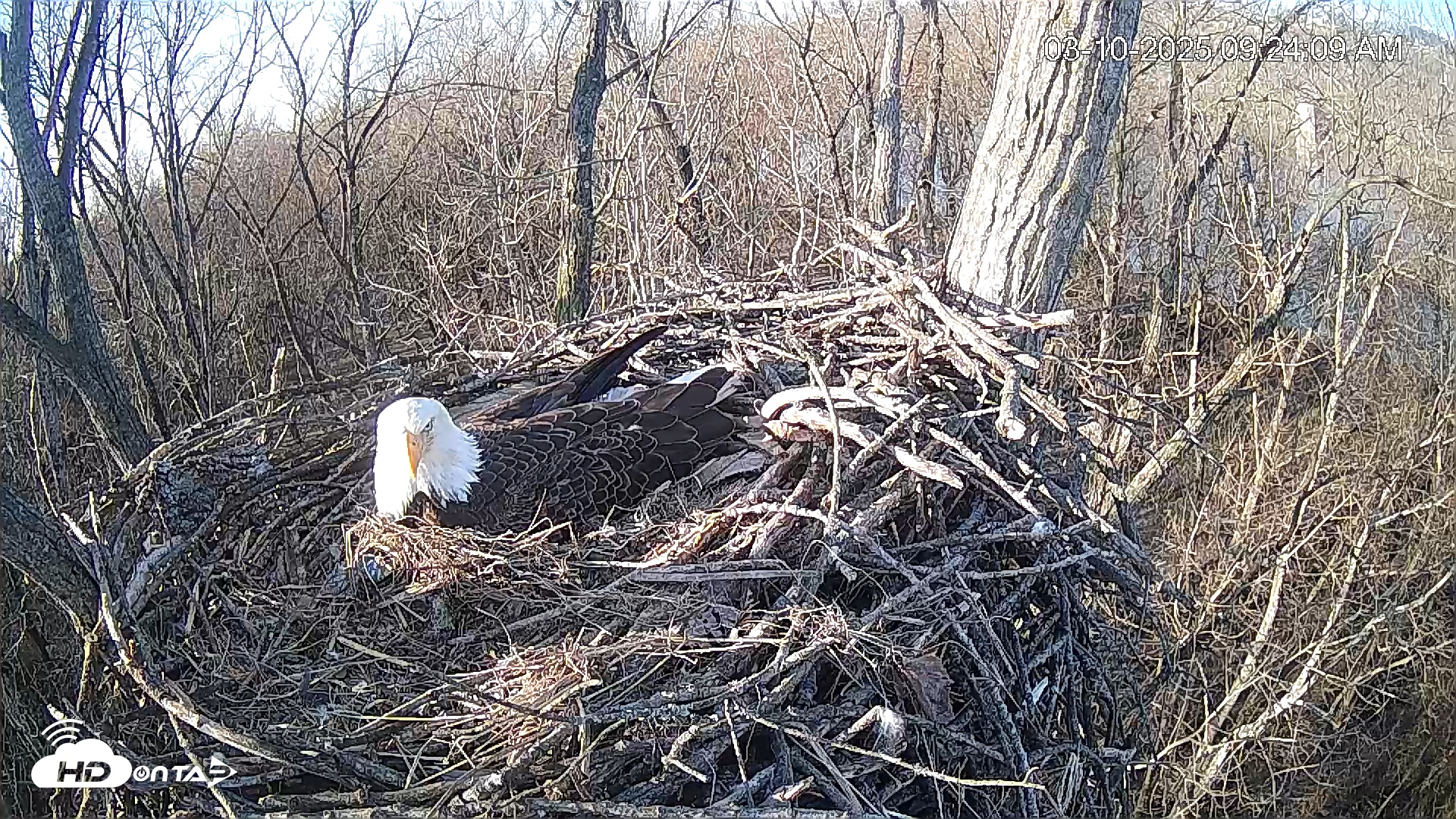 Snapshot of Cardinal Land Conservancy Eagles Live Webcam taken Mar 10, 2025, 9:25am EDT