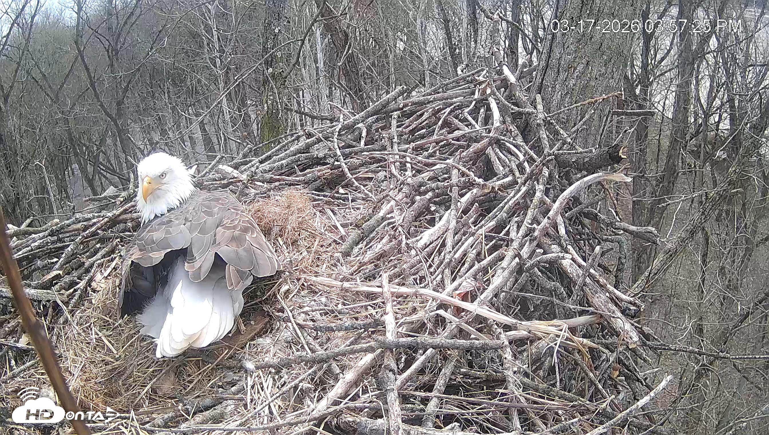 Snapshot of Cardinal Land Conservancy Eagles Live Webcam taken Mar 17, 2026, 3:58pm EDT