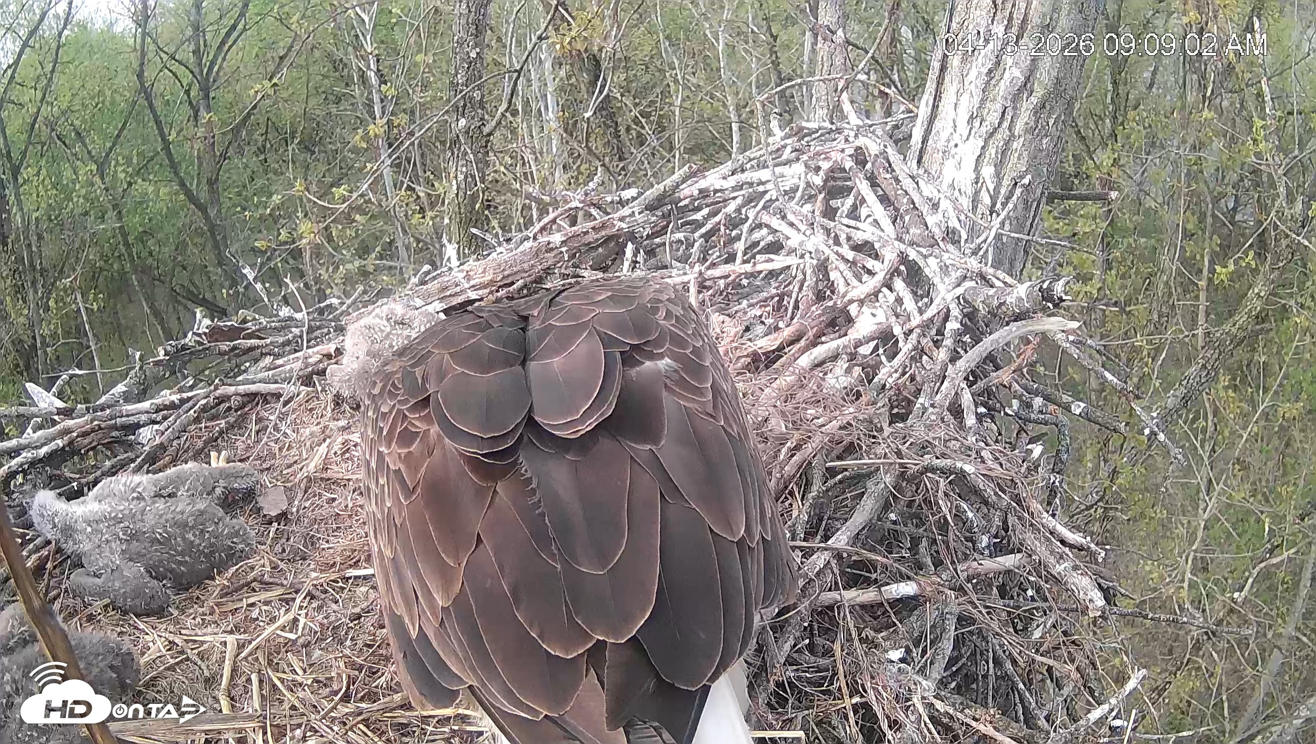 Snapshot of Cardinal Land Conservancy Eagles Live Webcam taken Apr 13, 2026, 9:09am EDT