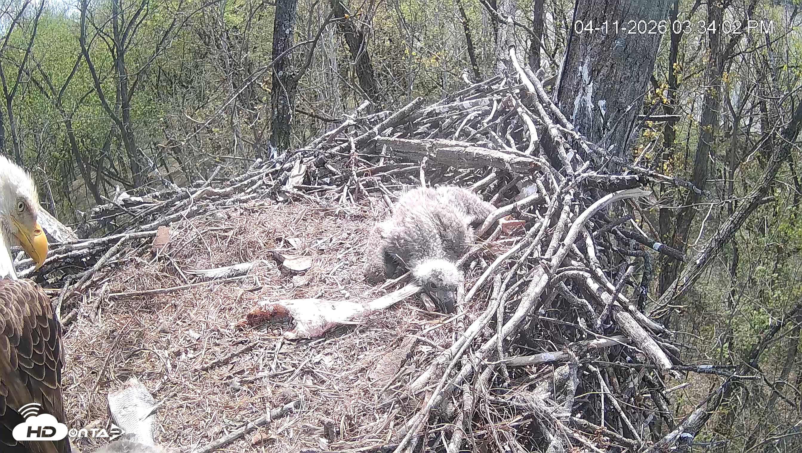 Snapshot of Cardinal Land Conservancy Eagles Live Webcam taken Apr 11, 2026, 3:34pm EDT