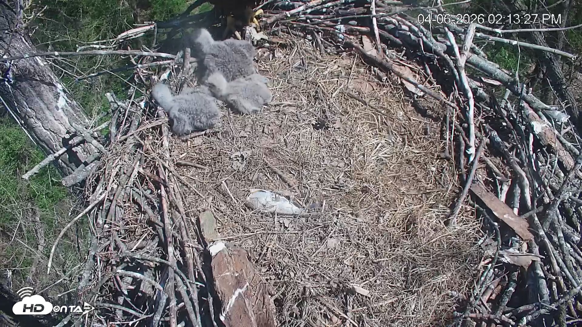 Snapshot of Cardinal Land Conservancy Eagles Live Webcam taken Apr 6, 2026, 2:14pm EDT
