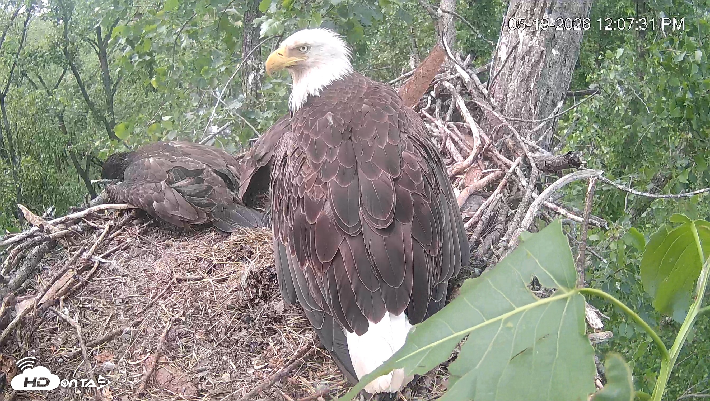 Snapshot of Cardinal Land Conservancy Eagles Live Webcam taken May 19, 2026, 12:08pm EDT