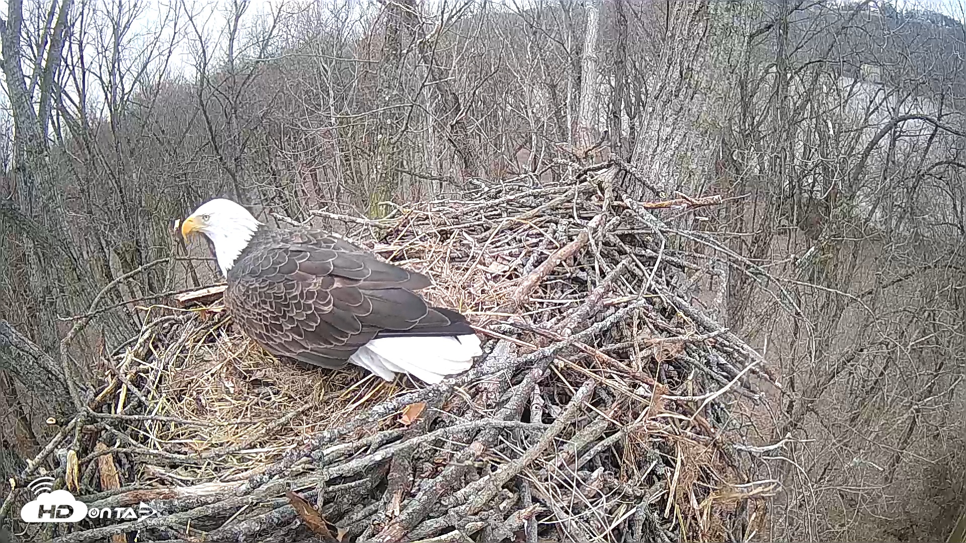 Snapshot of Cardinal Land Conservancy Eagles Live Webcam taken Feb 5, 2025, 9:43am EST