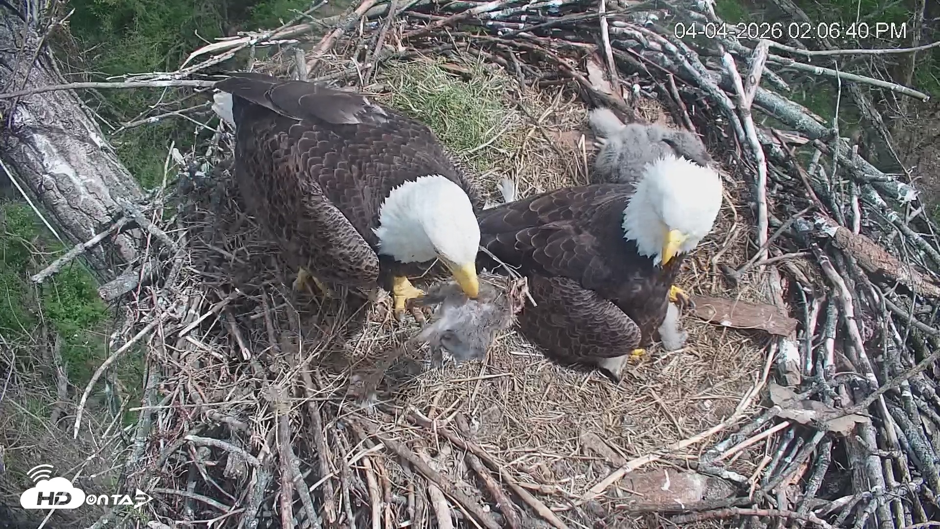 Snapshot of Cardinal Land Conservancy Eagles Live Webcam taken Apr 4, 2026, 2:07pm EDT
