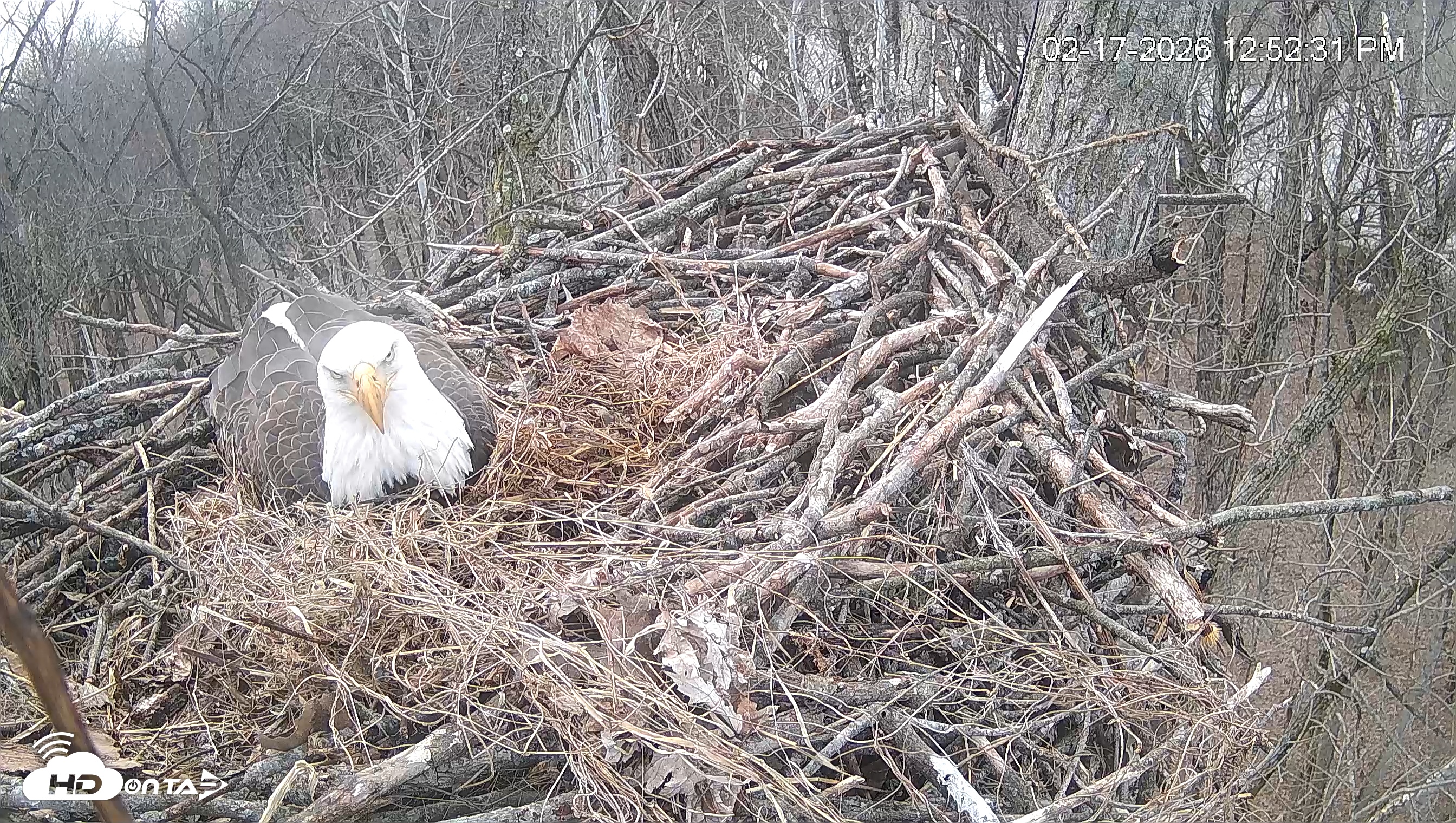 Snapshot of Cardinal Land Conservancy Eagles Live Webcam taken Feb 17, 2026, 12:53pm EST