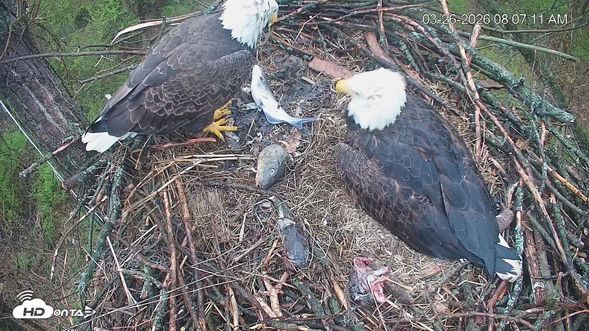 Snapshot of Cardinal Land Conservancy Eagles Live Webcam taken Mar 26, 2026, 8:08am EDT