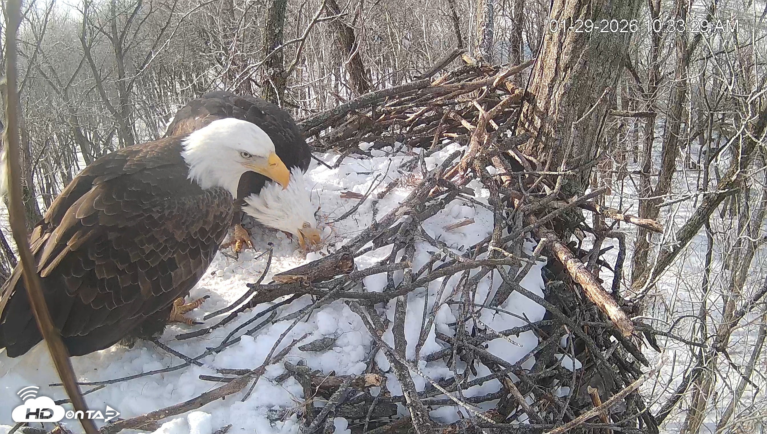 Snapshot of Cardinal Land Conservancy Eagles Live Webcam taken Jan 29, 2026, 10:34am EST